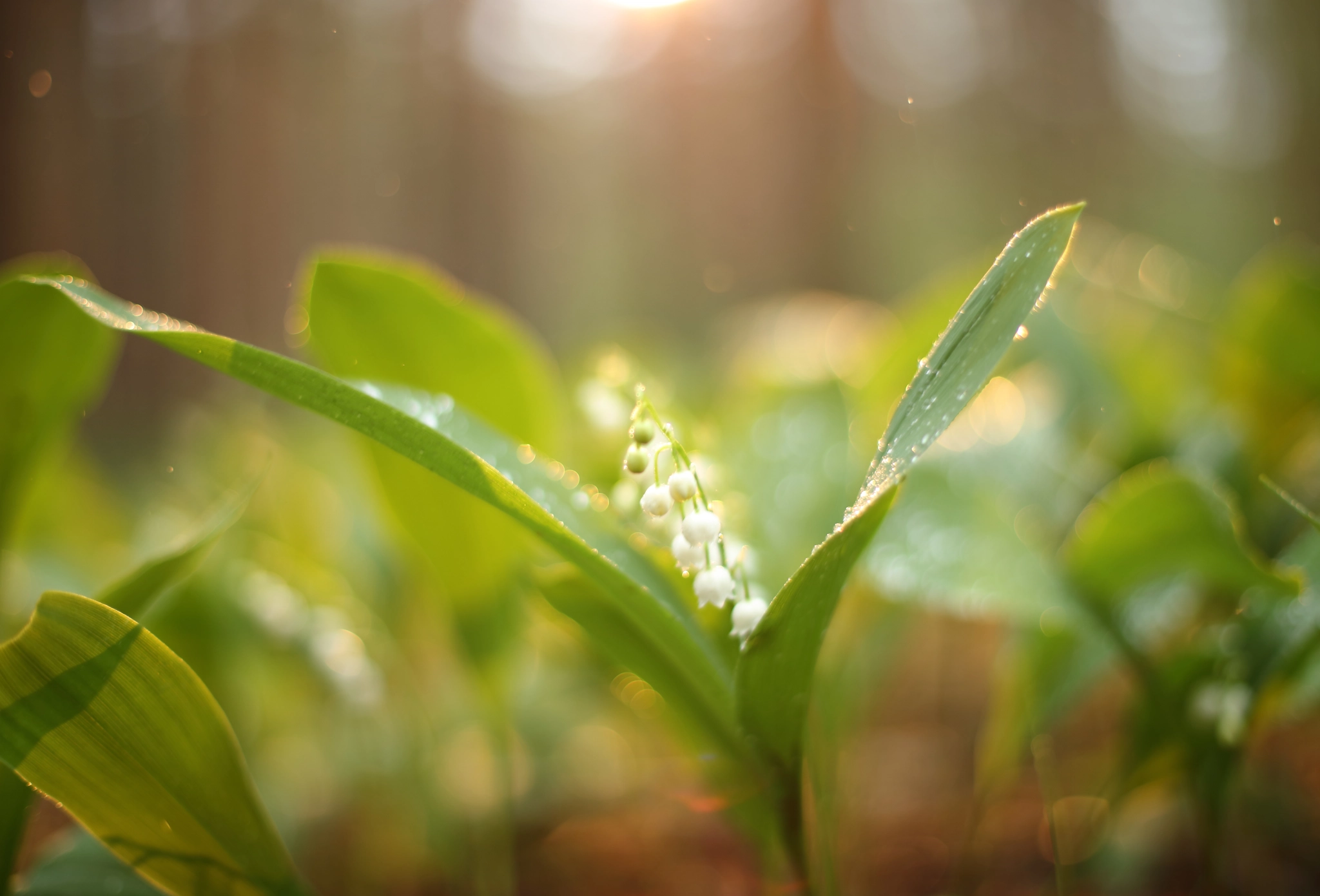 Canon EOS 5DS + Canon EF 50mm F1.4 USM sample photo. Spring flowers photography