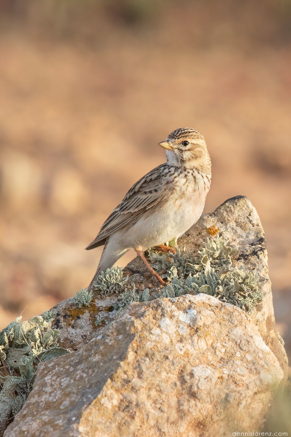 Canon EOS 7D Mark II + Canon EF 600mm F4L IS II USM sample photo. Lesser short-toed lark | stumellerche photography