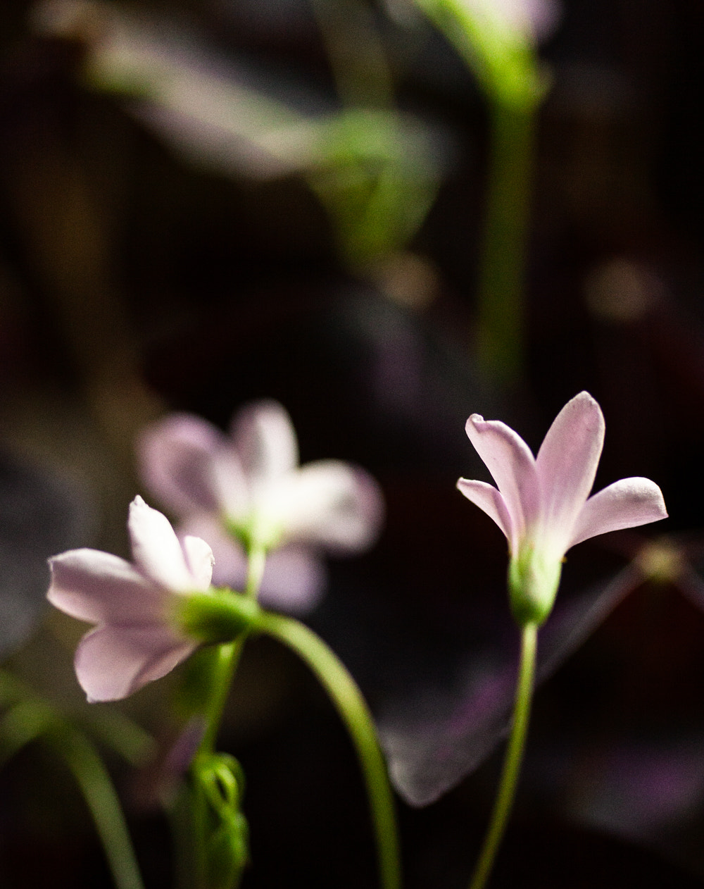 Canon EF-S 60mm F2.8 Macro USM sample photo. 104/366: oxalis photography