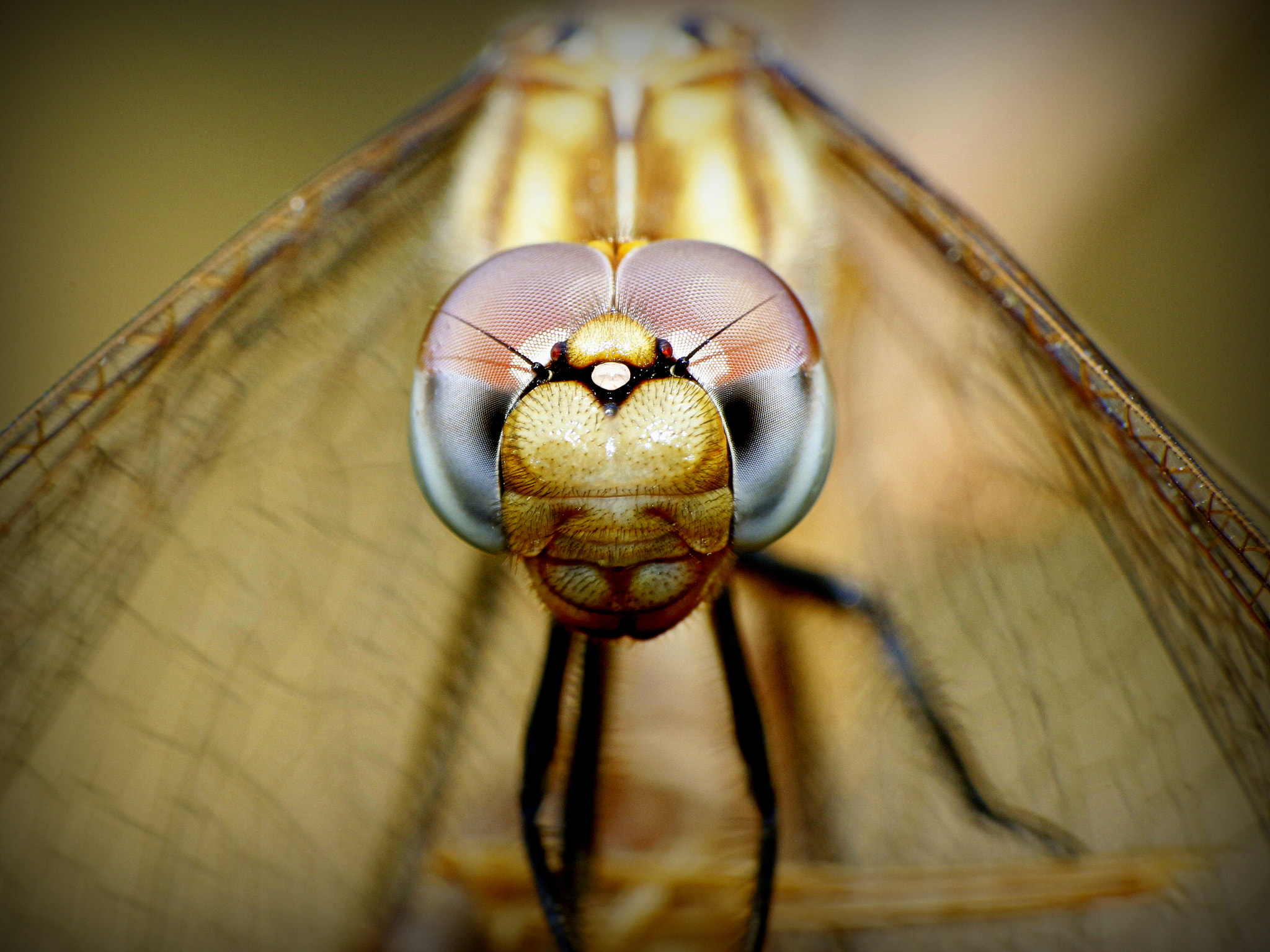 Tamron SP 35mm F1.8 Di VC USD sample photo. Dragonfly photography