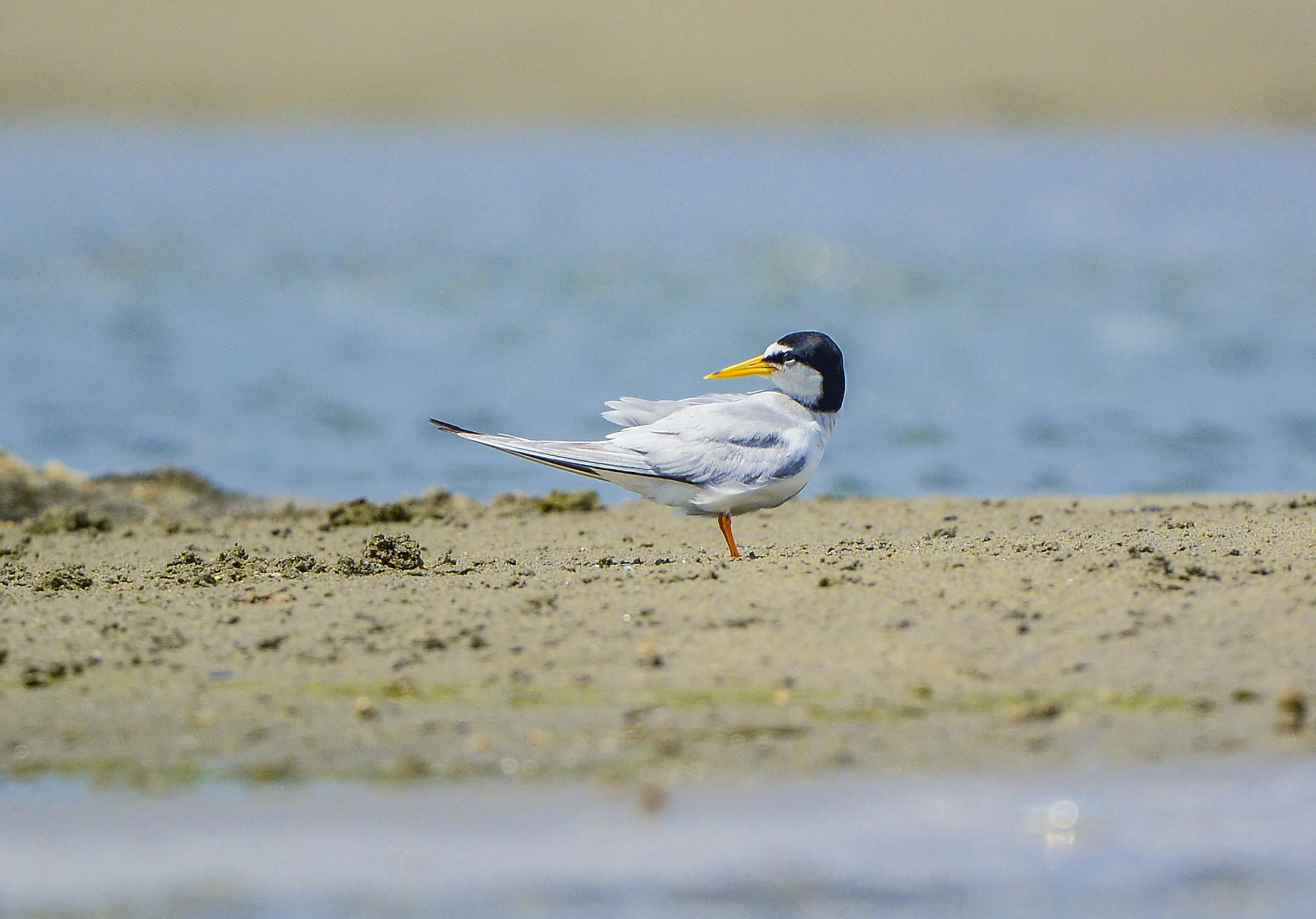 Nikon Nikkor AF-S 300mm F4E PF ED VR sample photo. Little tern photography