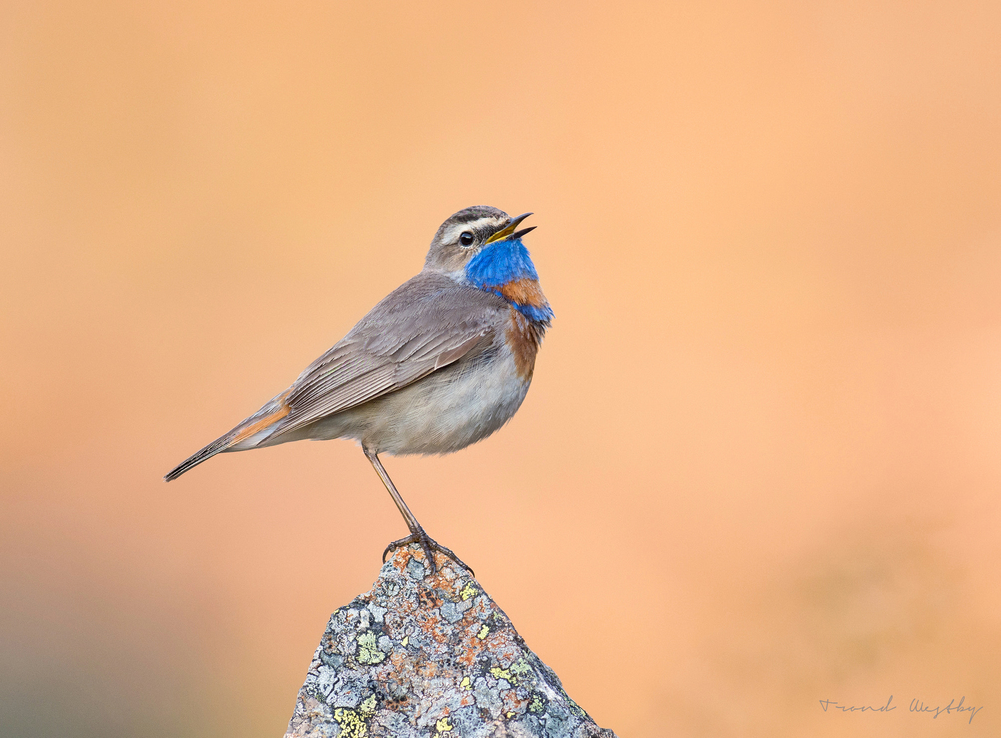 Nikon AF-S Nikkor 300mm F2.8G ED VR II sample photo. Bluethroat photography