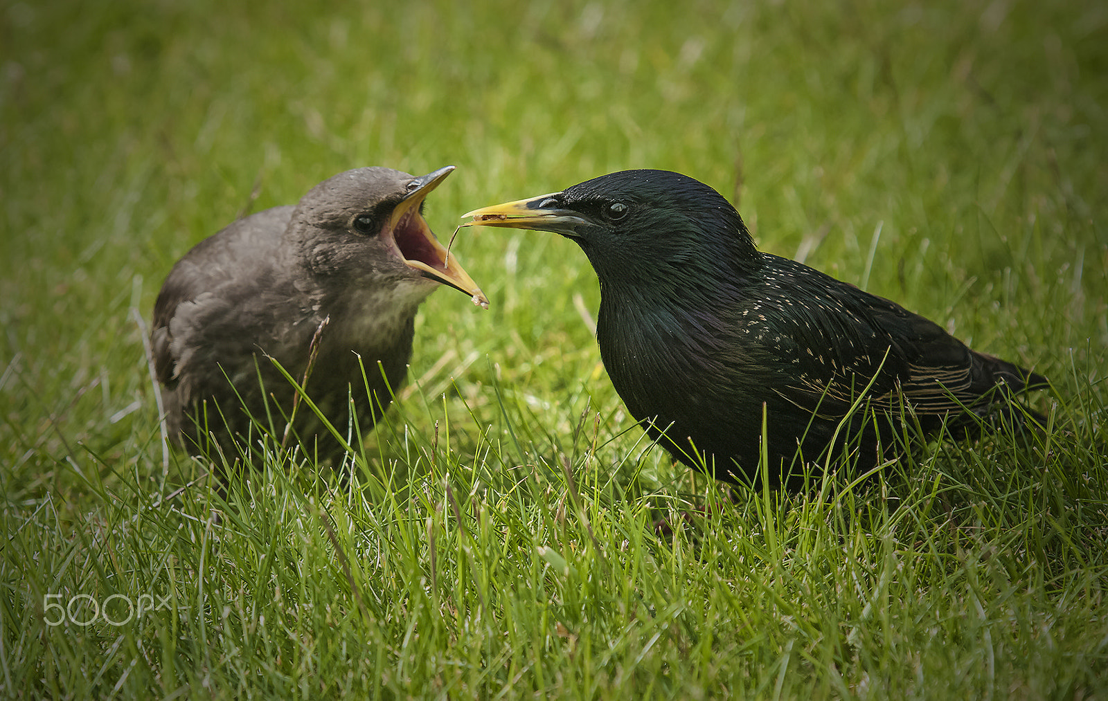 Pentax K20D + Sigma sample photo. Feeding time photography