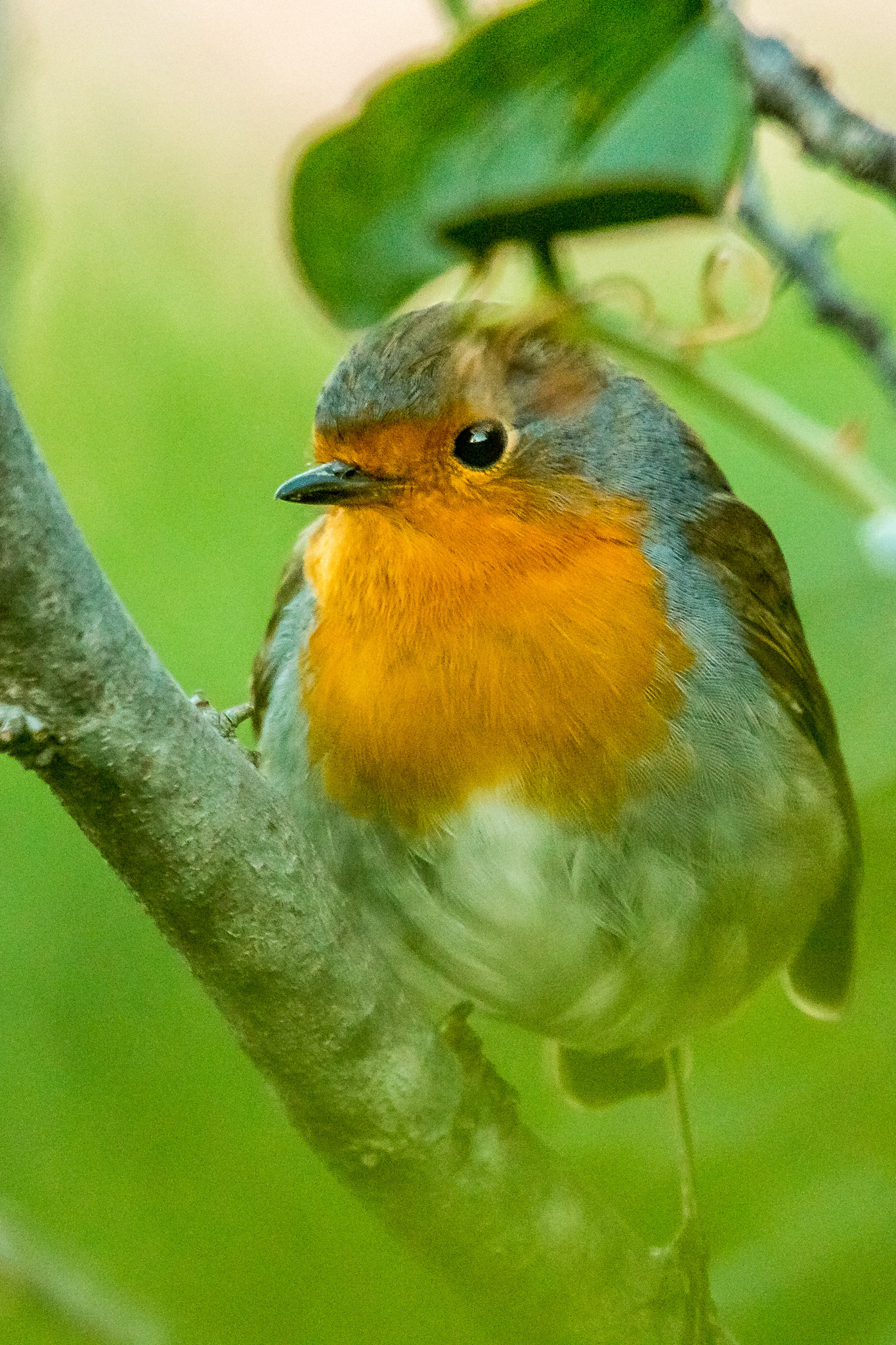 Canon EF 70-200mm F4L IS USM sample photo. European robin photography