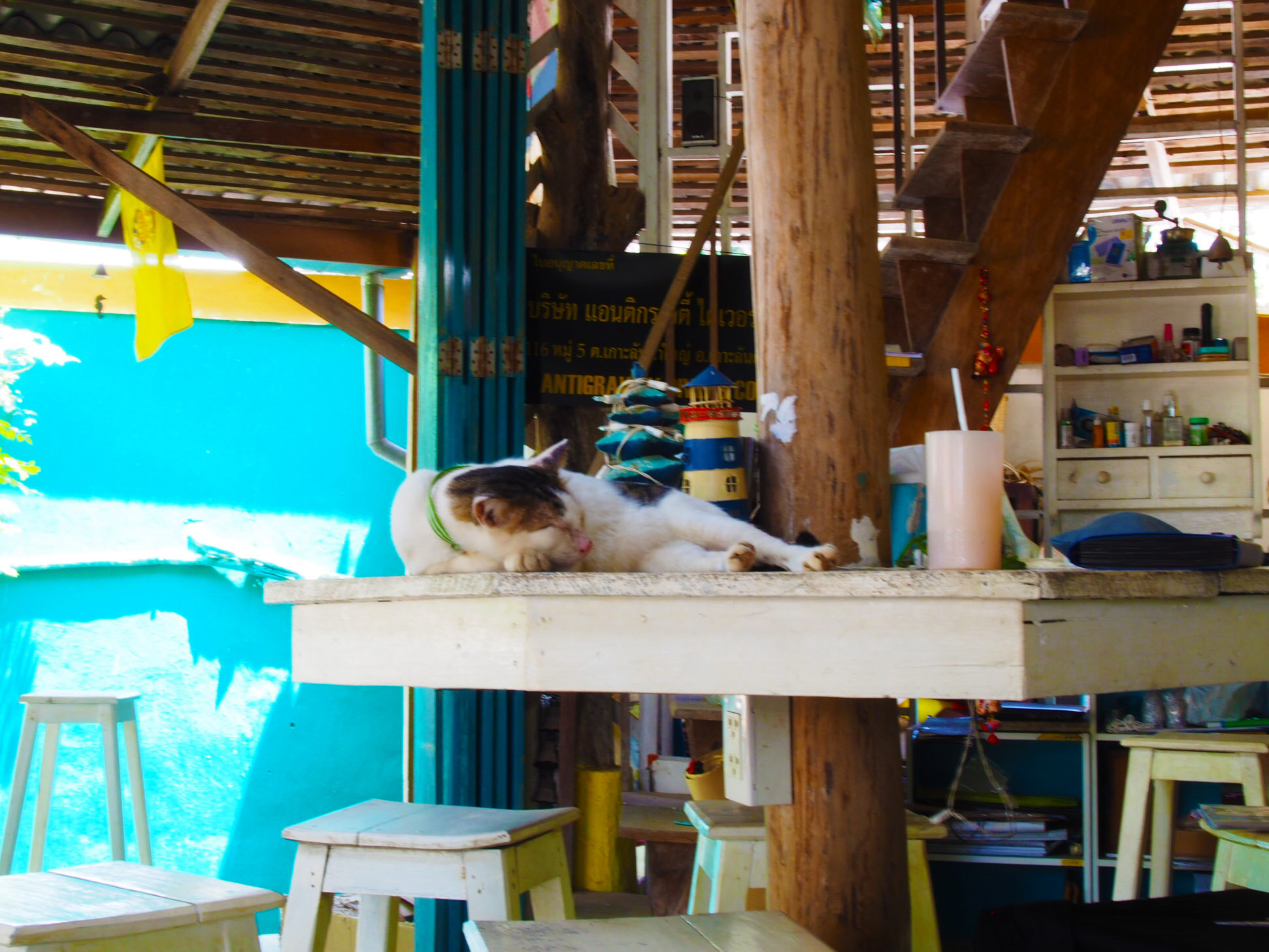 Olympus PEN E-P5 sample photo. Coffee shop cat photography