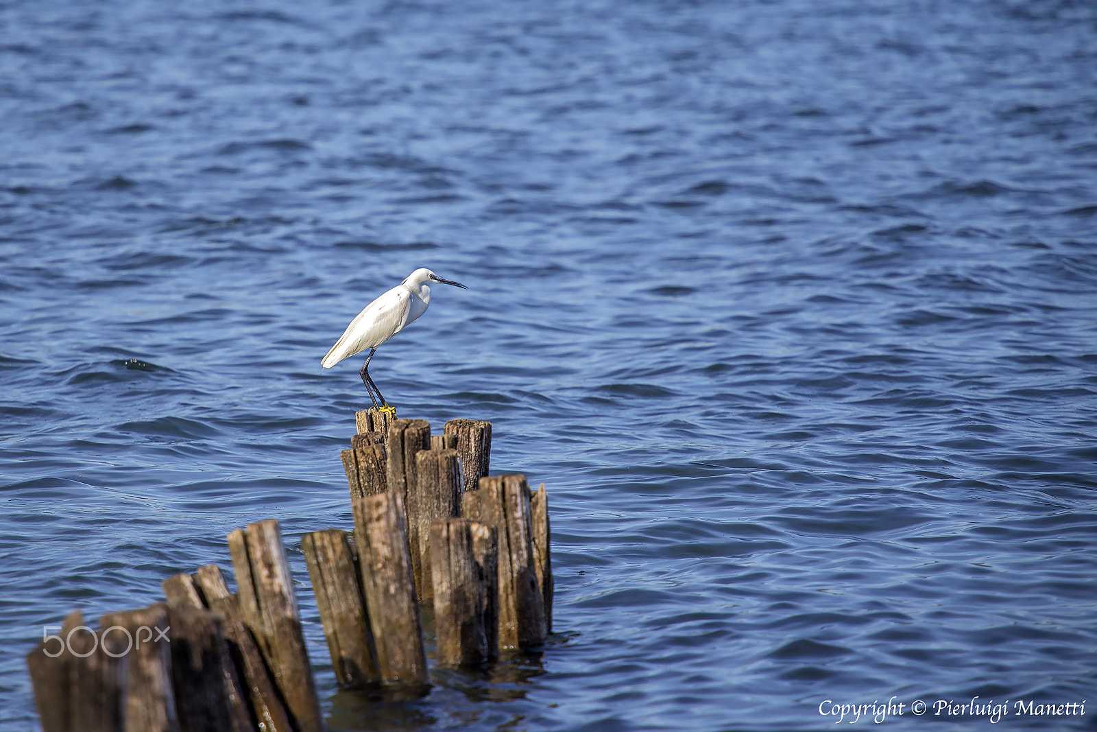Canon EF 70-200mm F4L USM sample photo. Heron - lake of bolsena photography