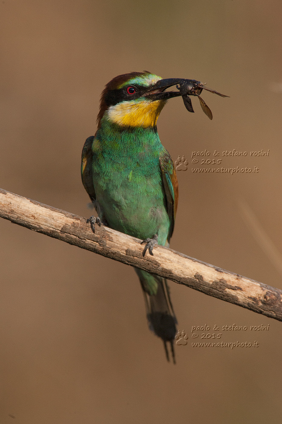 Canon EF 300mm f/2.8L sample photo. Gruccione ( merops apiaster ) photography