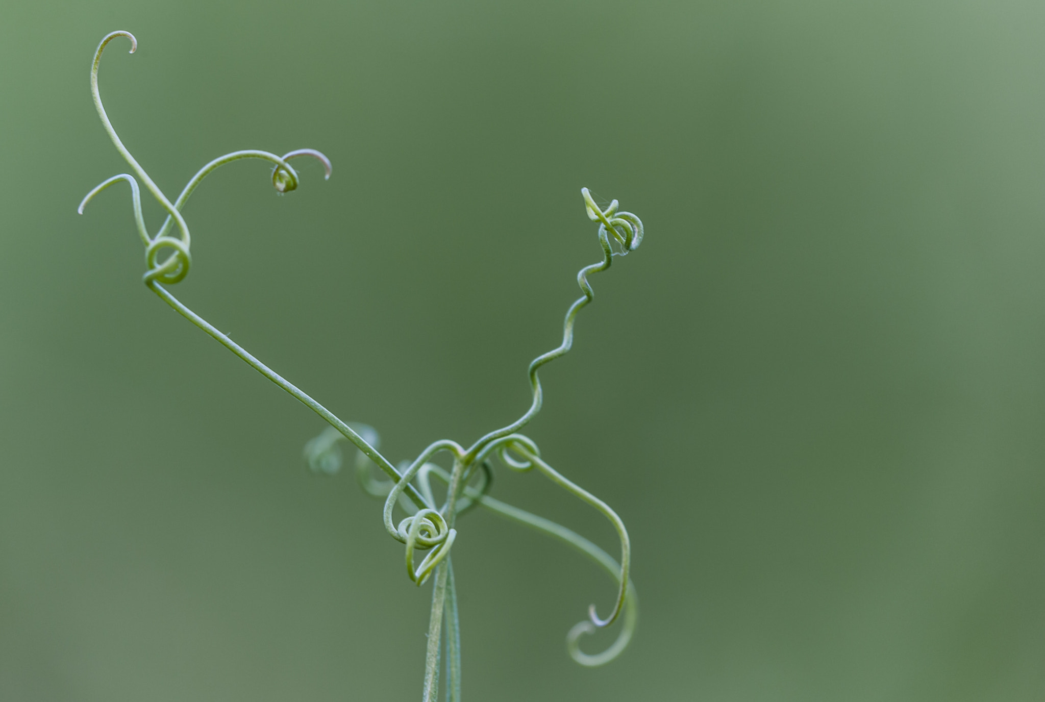Sigma APO Macro 180mm F3.5 EX DG HSM sample photo. Una ramita photography