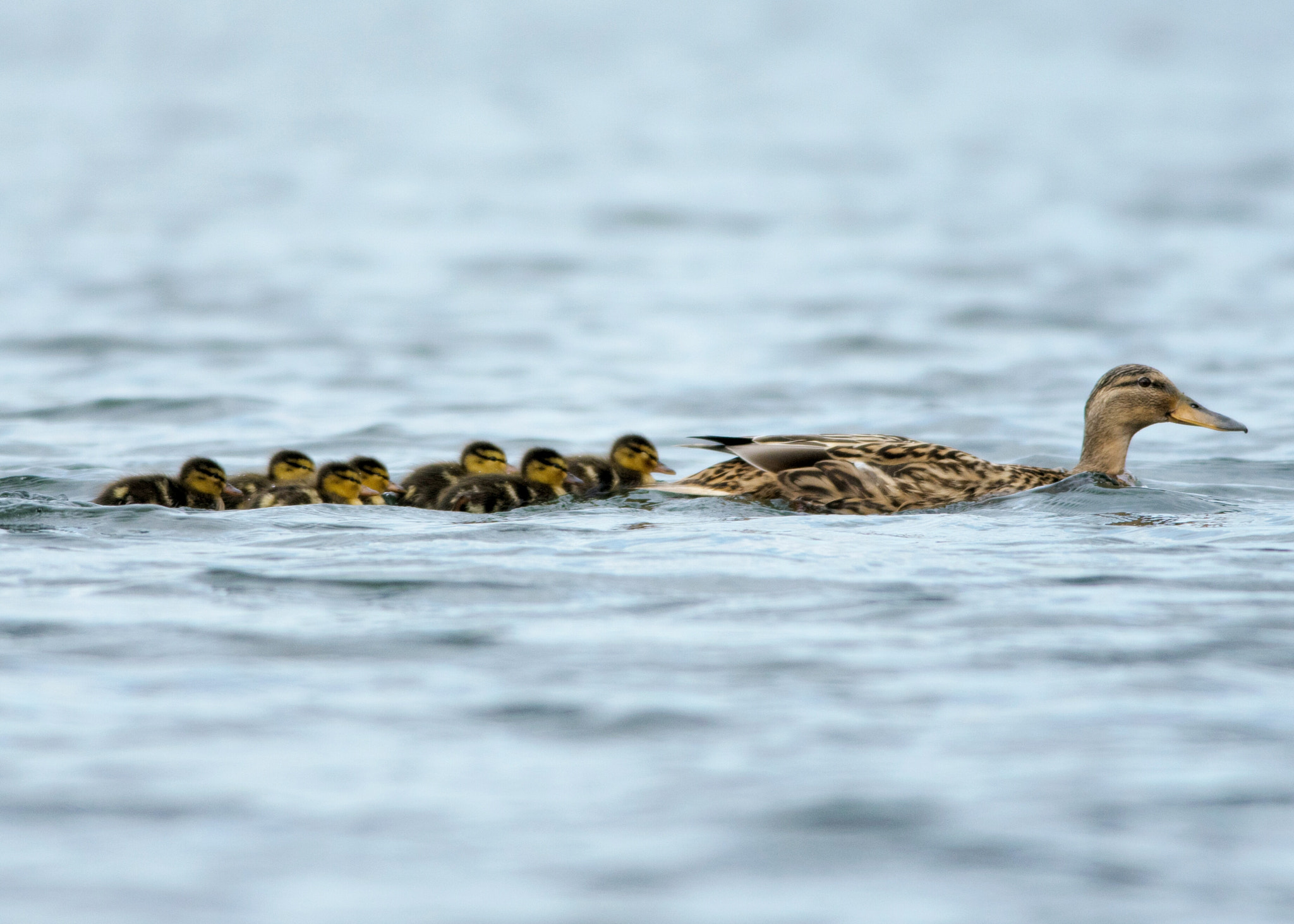 Nikon D5300 + Nikon AF-S Nikkor 300mm F4D ED-IF sample photo. Ducklings  photography