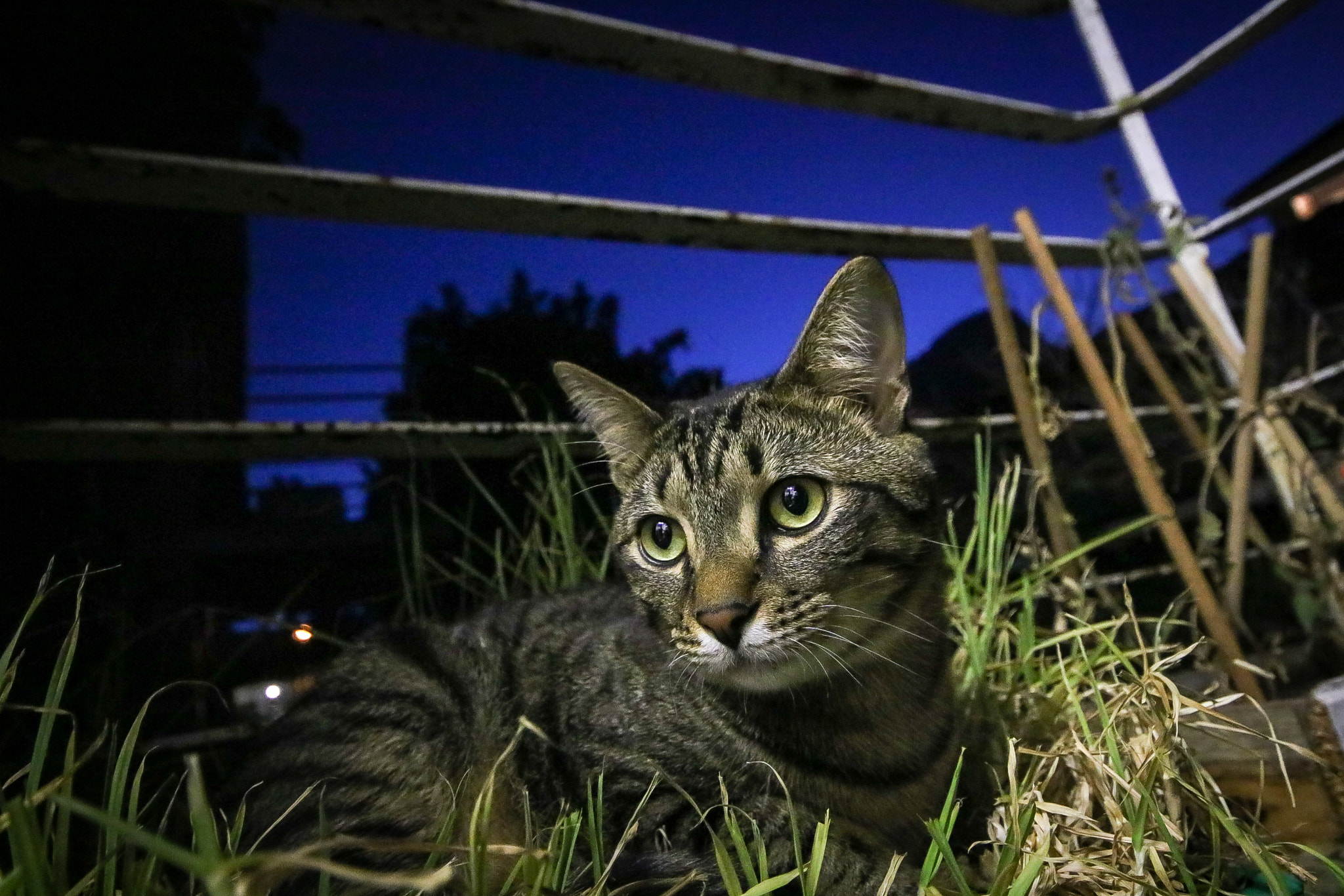 Canon EOS 750D (EOS Rebel T6i / EOS Kiss X8i) + Sigma 10-20mm F4-5.6 EX DC HSM sample photo. Balcony kitten photography