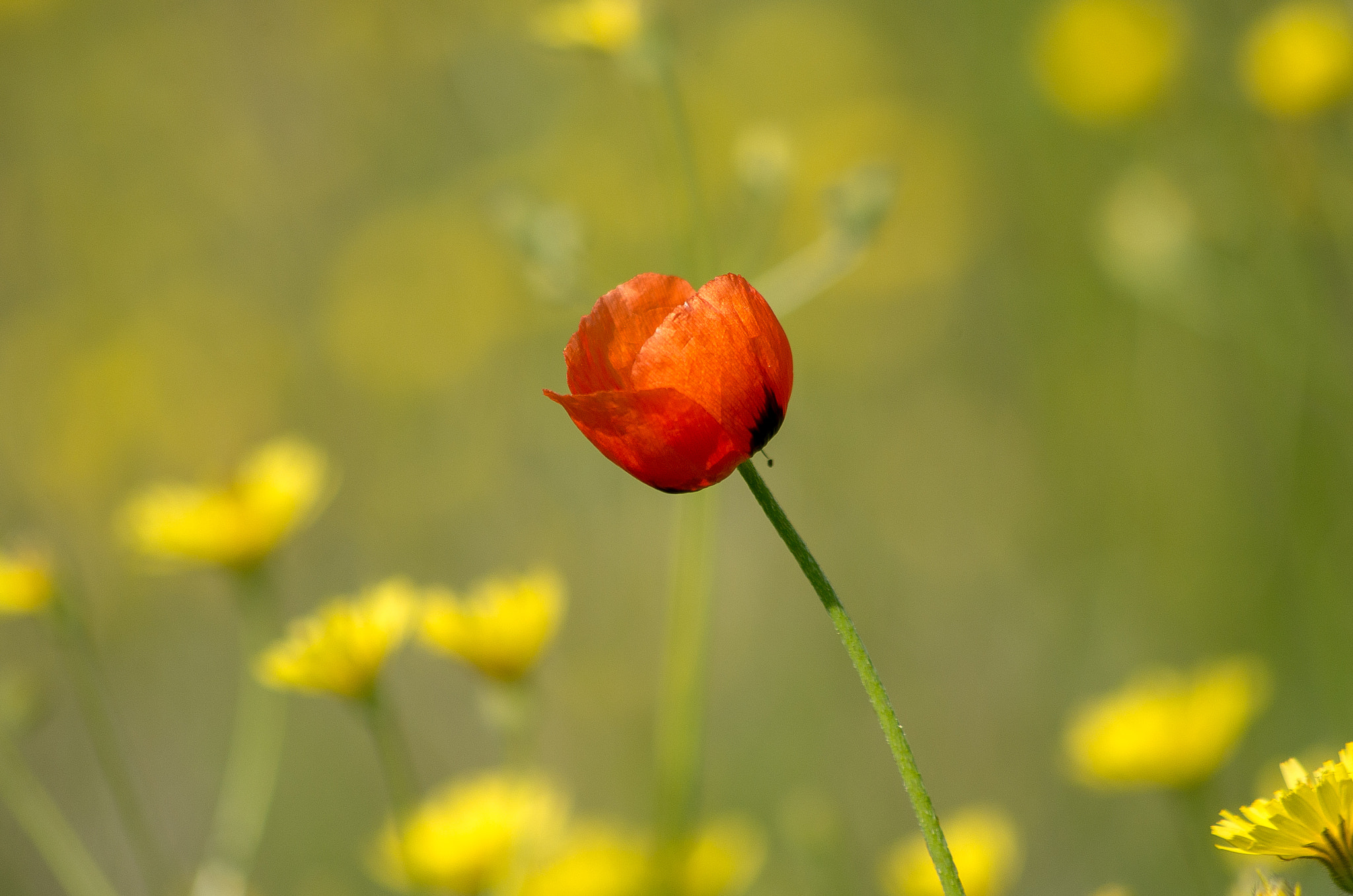 HD Pentax DA 55-300mm F4.0-5.8 ED WR sample photo. Papaver photography