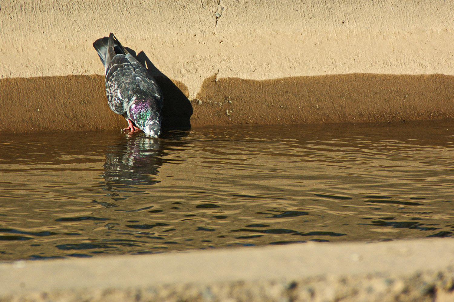 Nikon D70s sample photo. Paloma photography