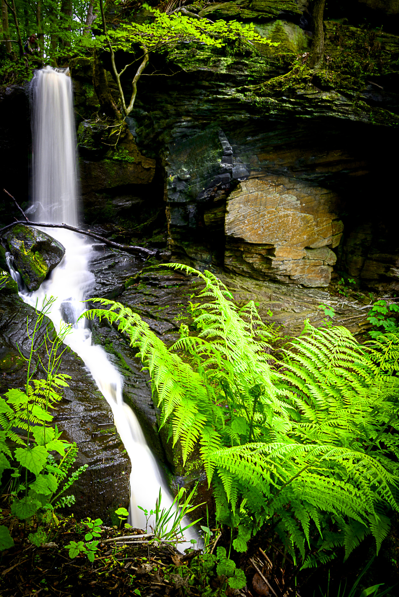 Nikon D800E sample photo. Lumsdale fall photography
