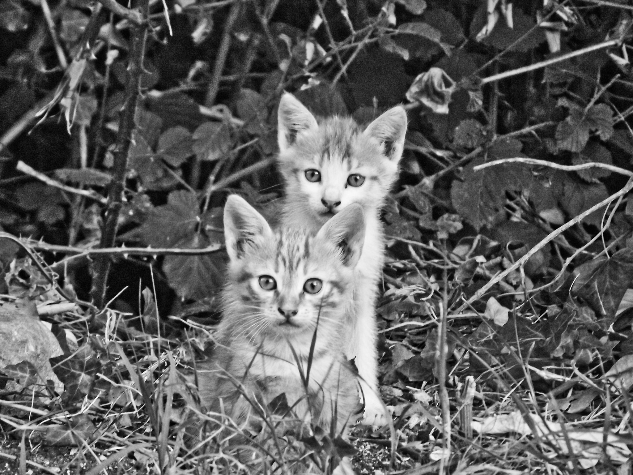 FujiFilm FinePix S1600 (FinePix S1770) sample photo. Kittens photography