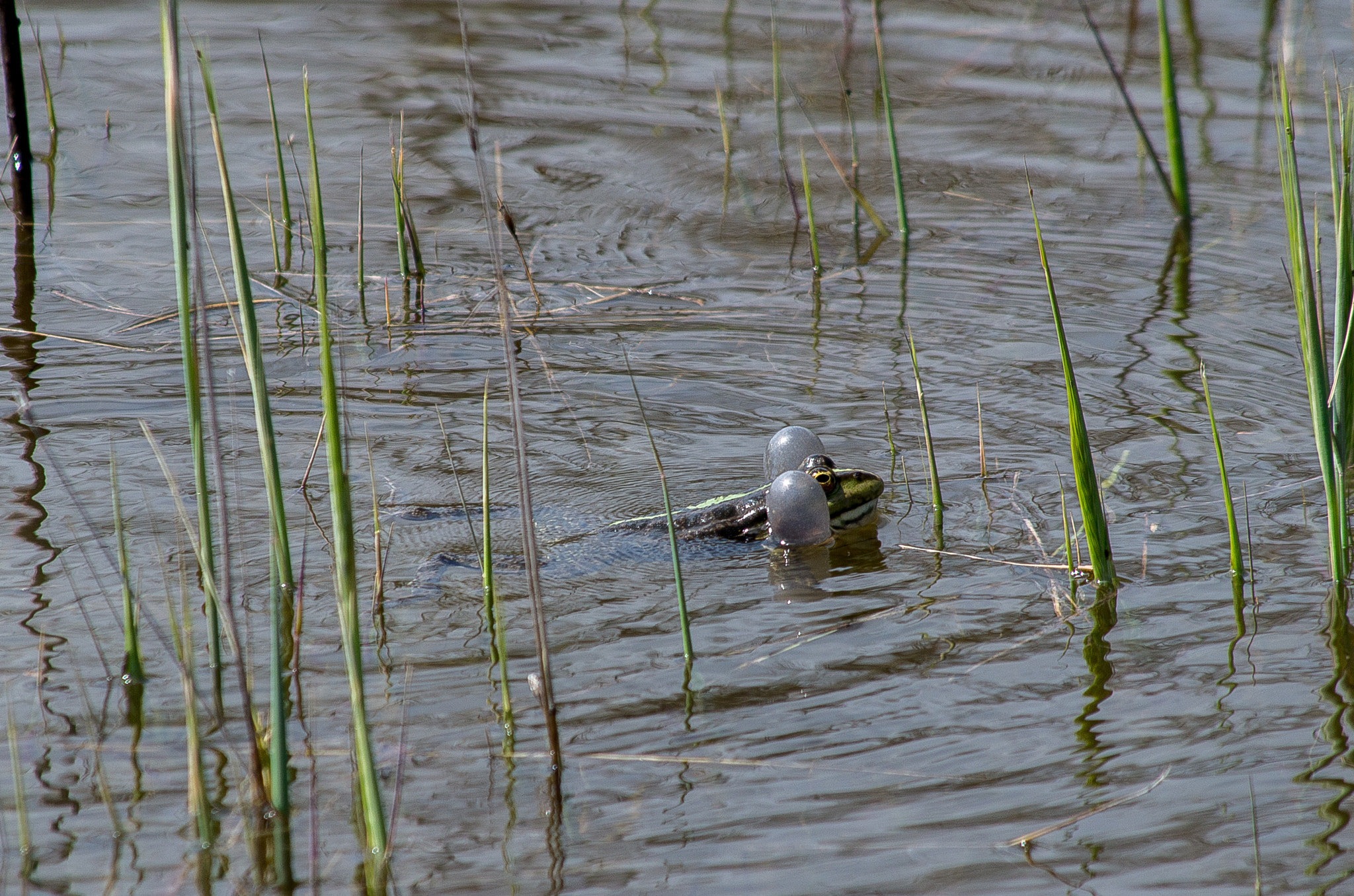 HD Pentax DA 55-300mm F4.0-5.8 ED WR sample photo. Marsh frog // pelophylax ridibundus photography