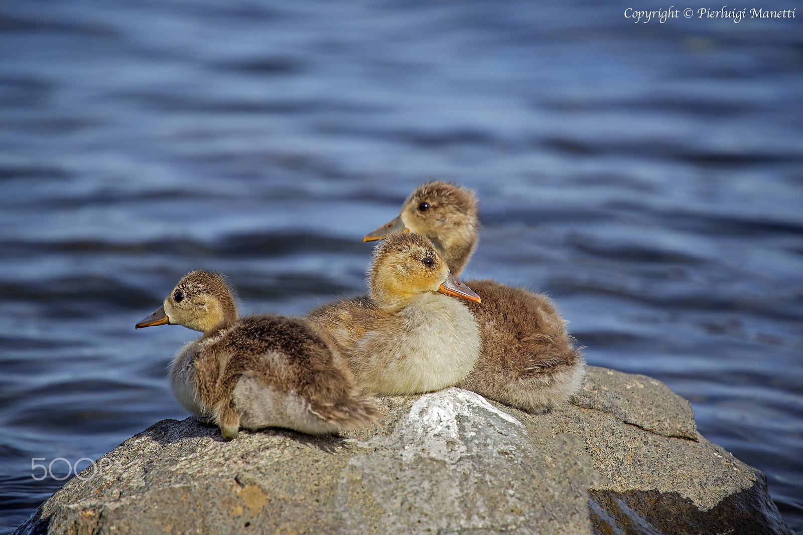 Canon EF 70-200mm F4L USM sample photo. Chicks ducks - lake of bolsena photography