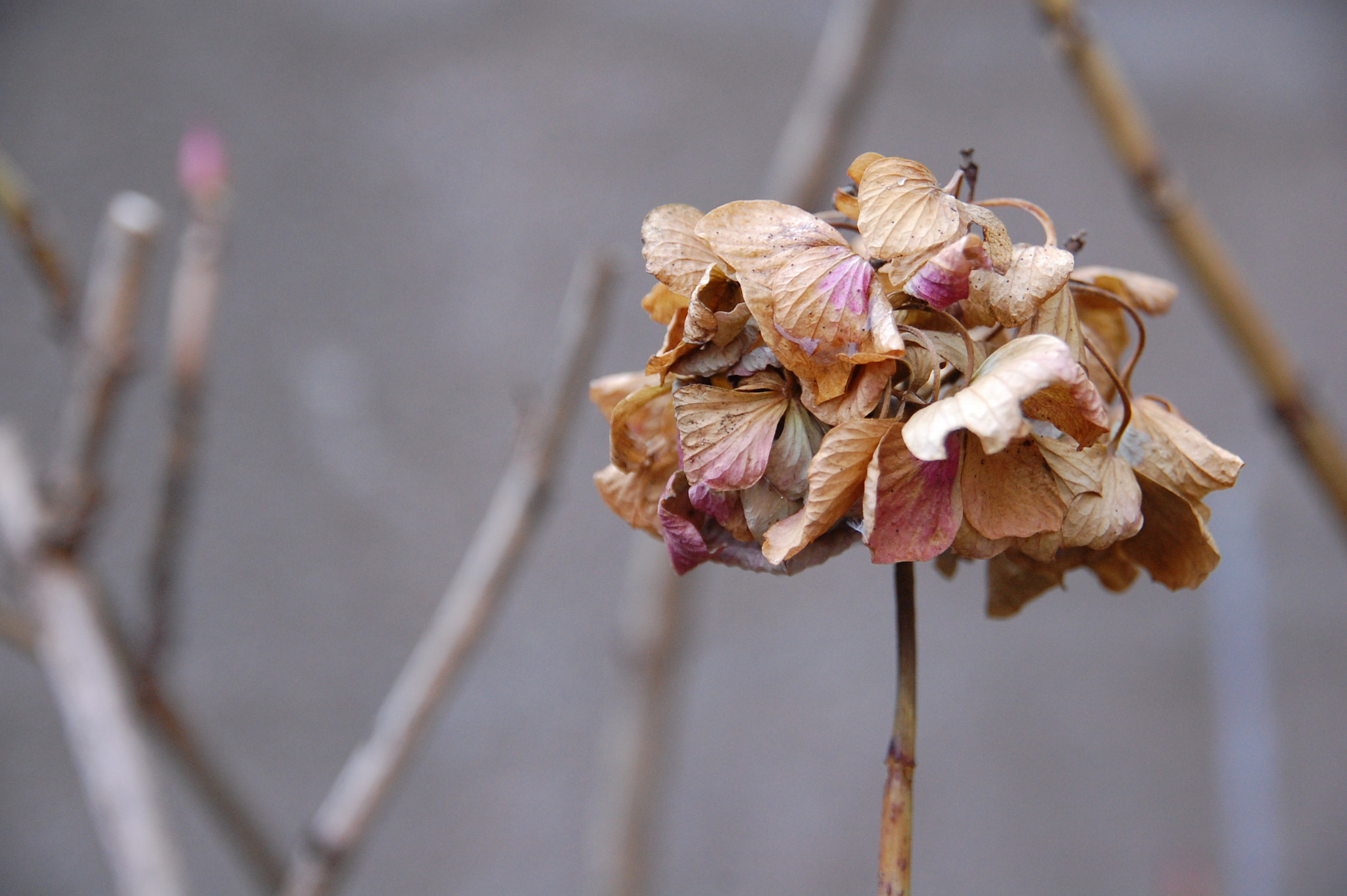 Nikon D40 + Sigma 18-200mm F3.5-6.3 DC sample photo. Dead flower photography