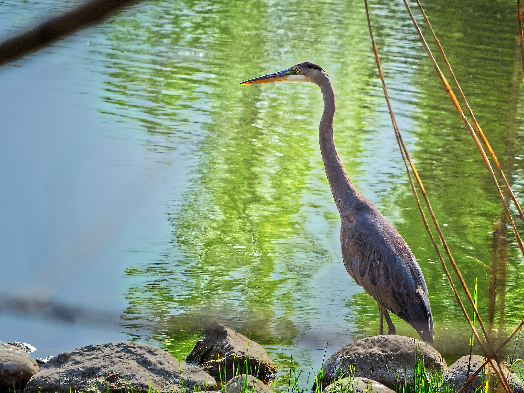 Canon 70.0-200.0 mm sample photo. What's over there photography