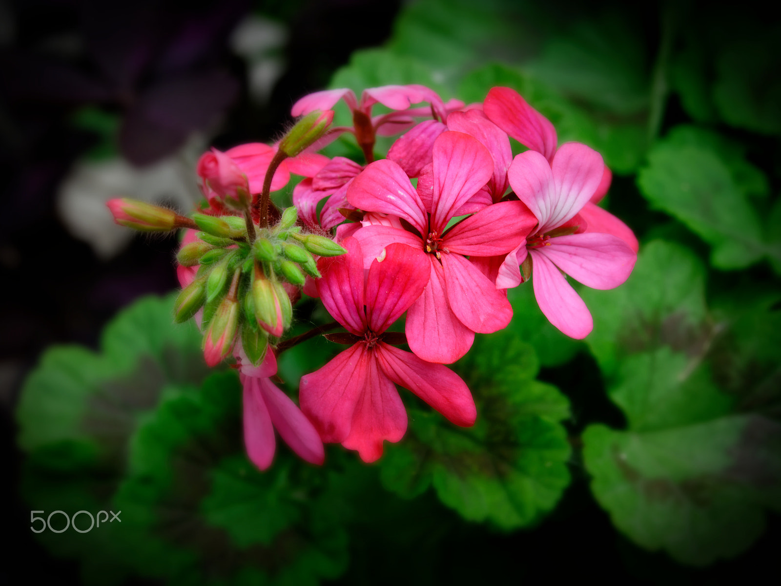 AF Zoom-Nikkor 28-70mm f/3.5-4.5D sample photo. Flower photography
