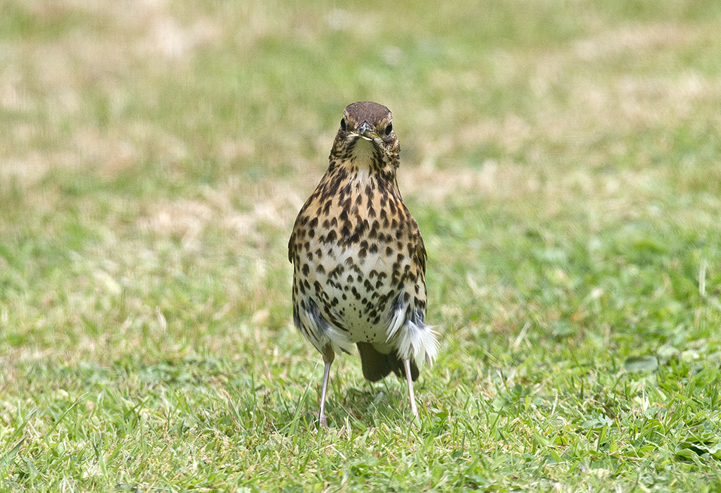 Nikon AF-S Nikkor 600mm F4D ED-IF II sample photo. Song thrush photography