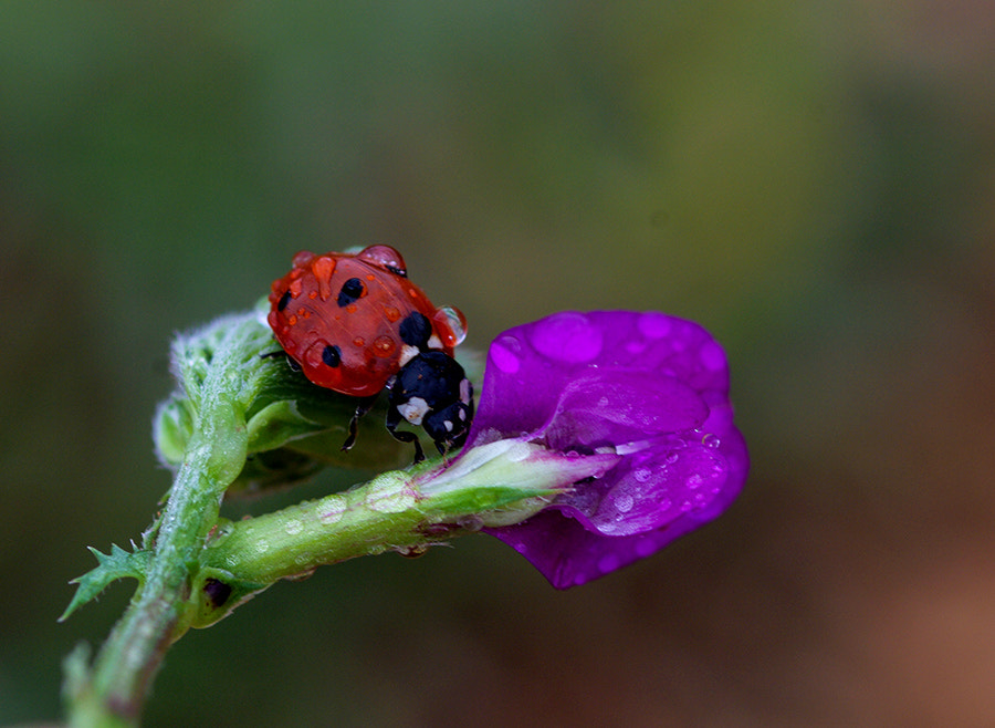 Pentax K20D + smc PENTAX-FA Macro 100mm F2.8 sample photo. Ladybug photography