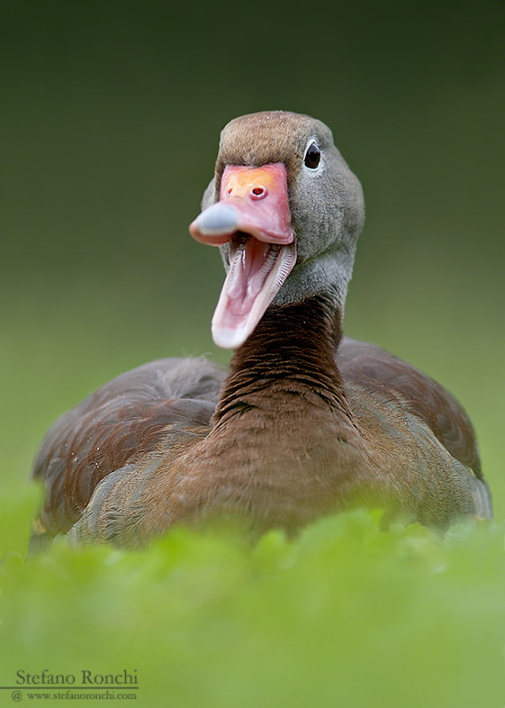 Canon EF 300mm F4L IS USM sample photo. Talk to me photography