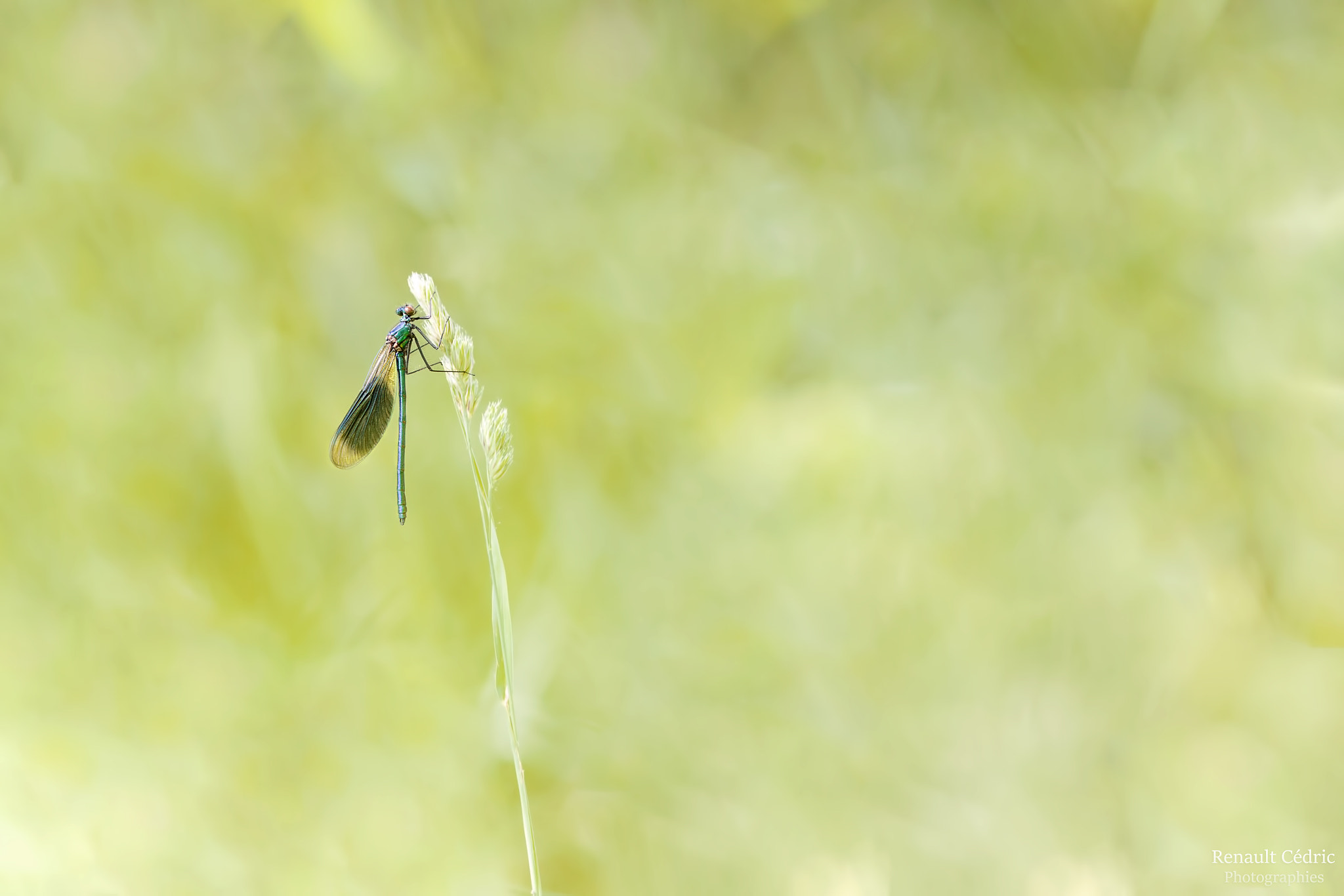 Canon EF 300mm F4L IS USM sample photo. First calo photography