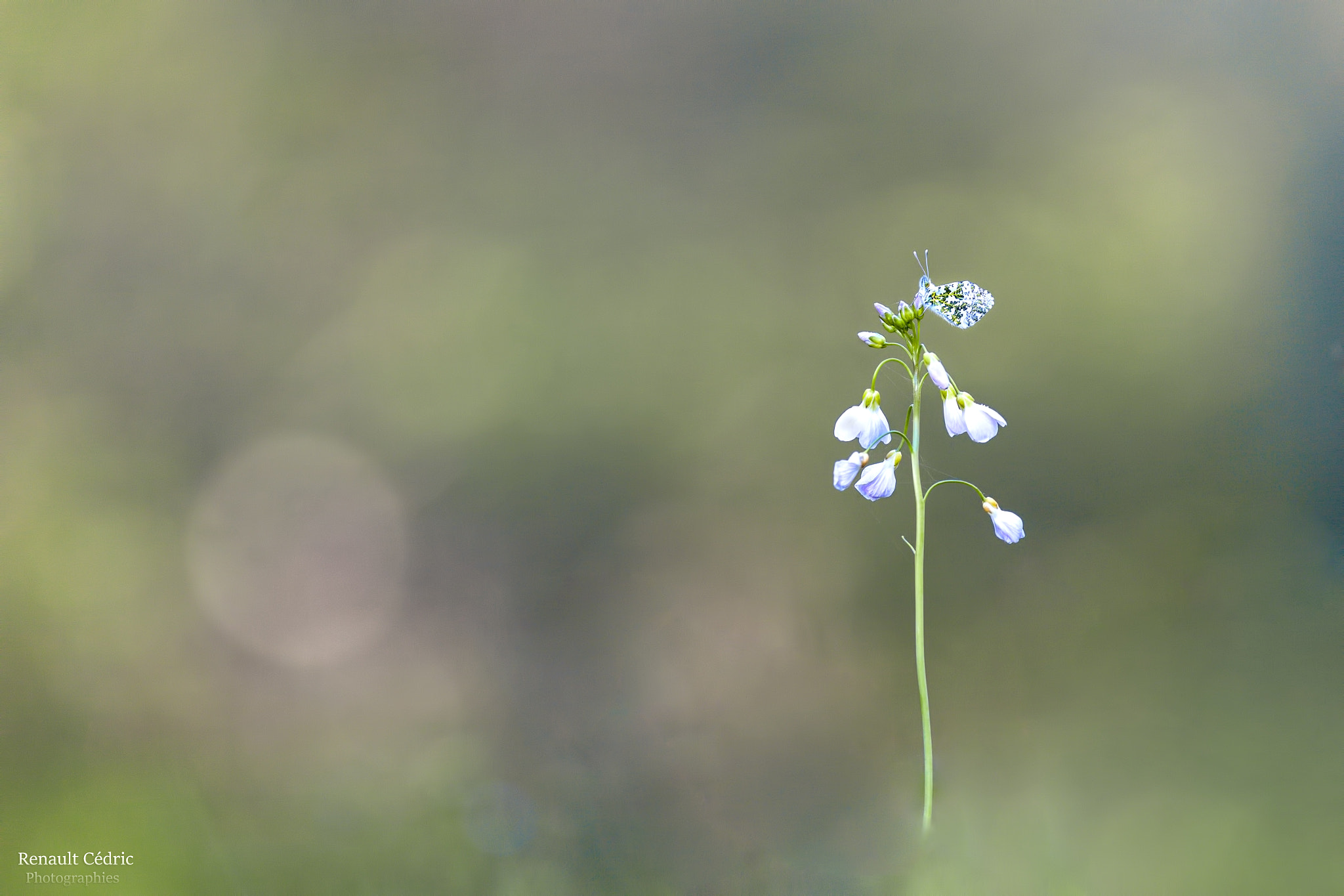 Canon EF 300mm F4L IS USM sample photo. Destination lune photography