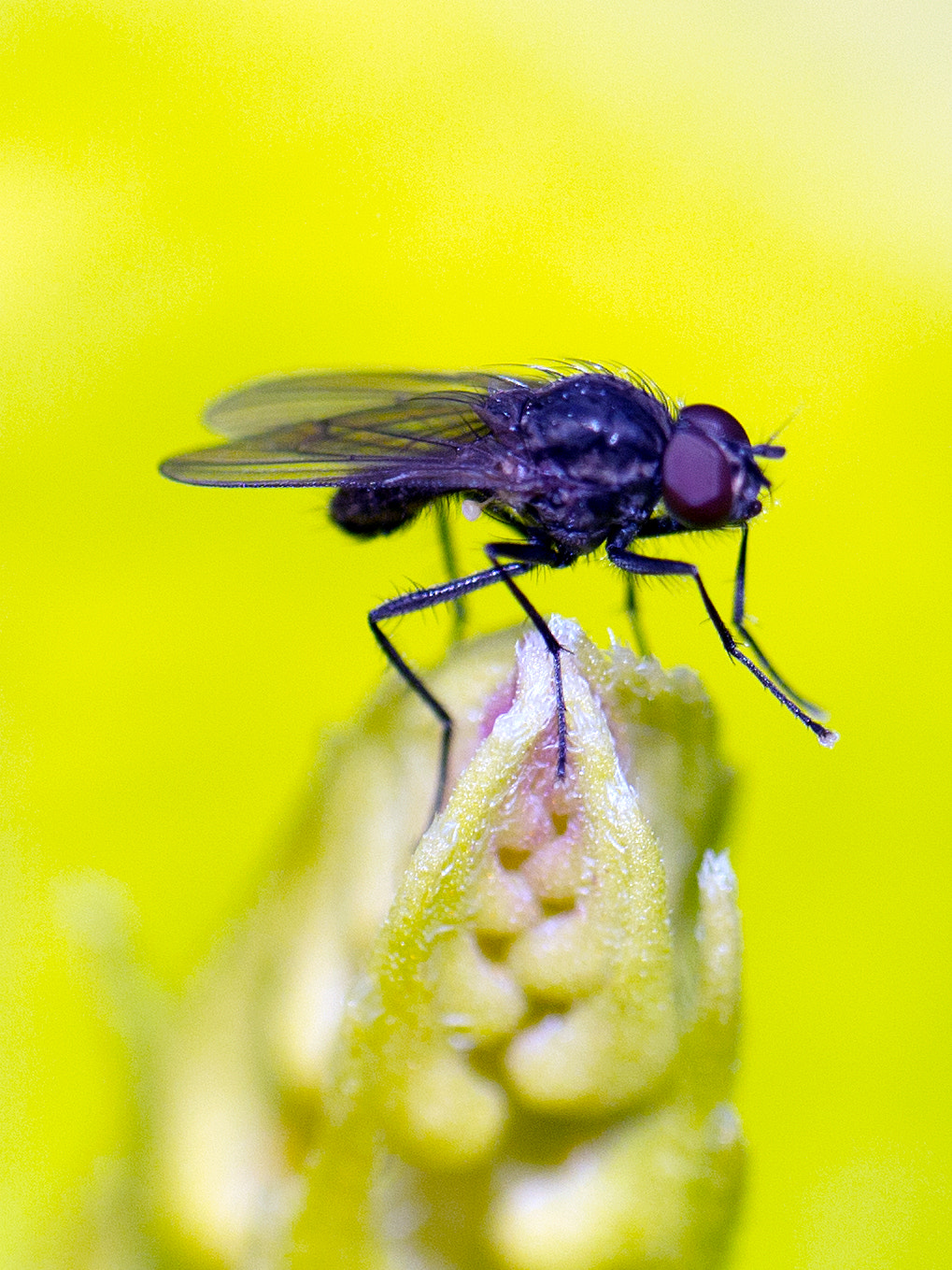 Panasonic Leica DG Macro-Elmarit 45mm F2.8 ASPH OIS sample photo. Little fly photography