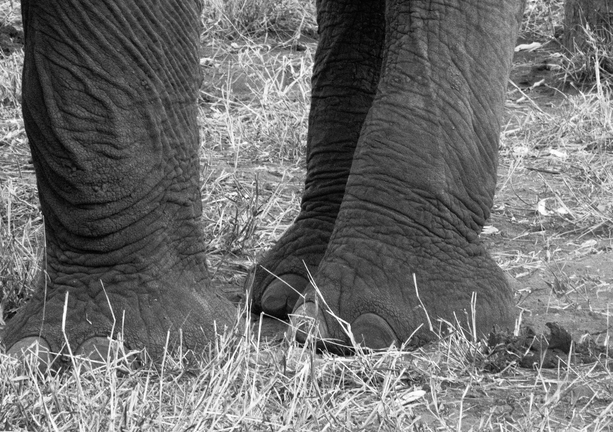 Panasonic Lumix G Vario 45-200mm F4-5.6 OIS sample photo. Olifant photography