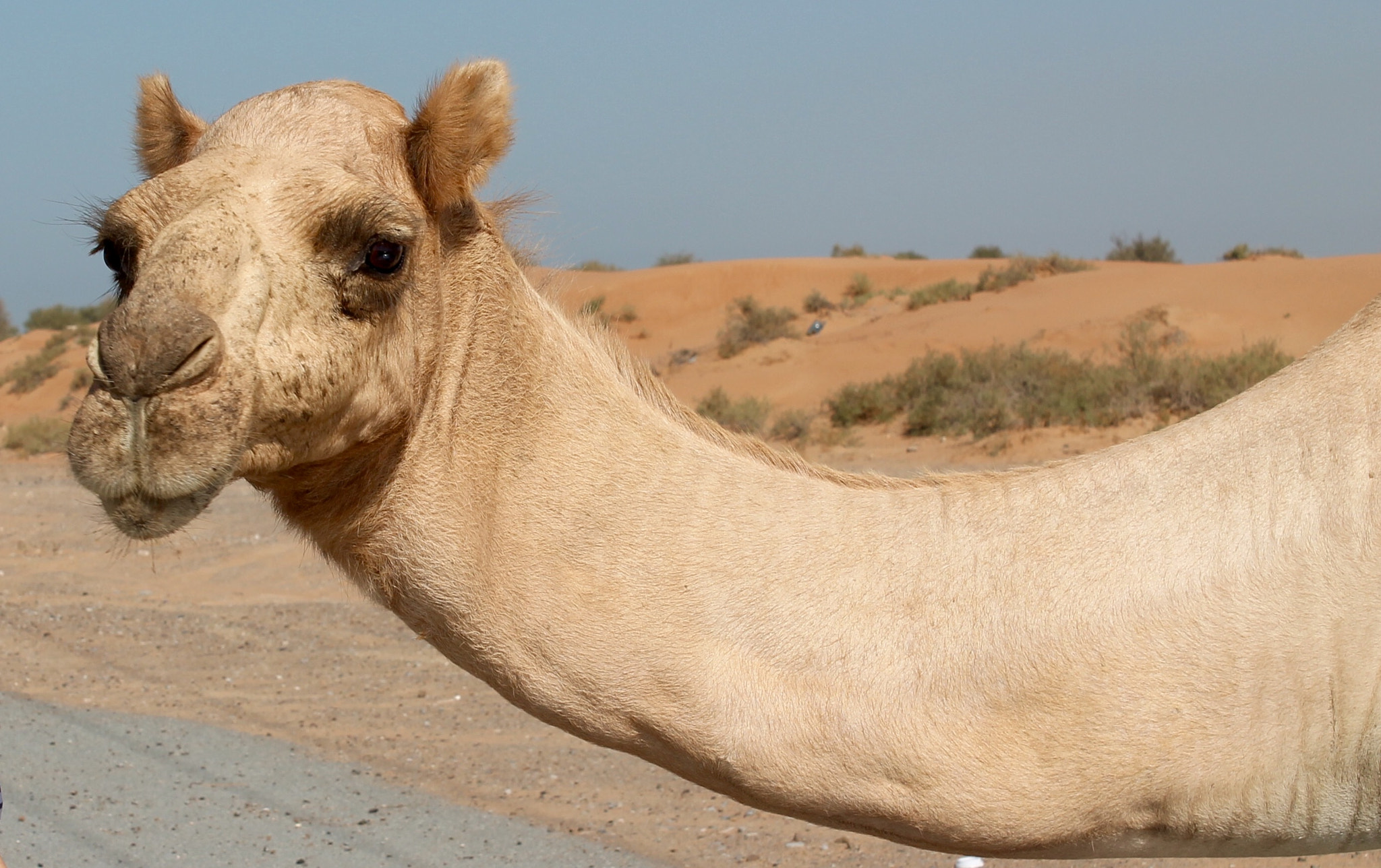Canon EF-S 18-55mm F3.5-5.6 III sample photo. Camel photography