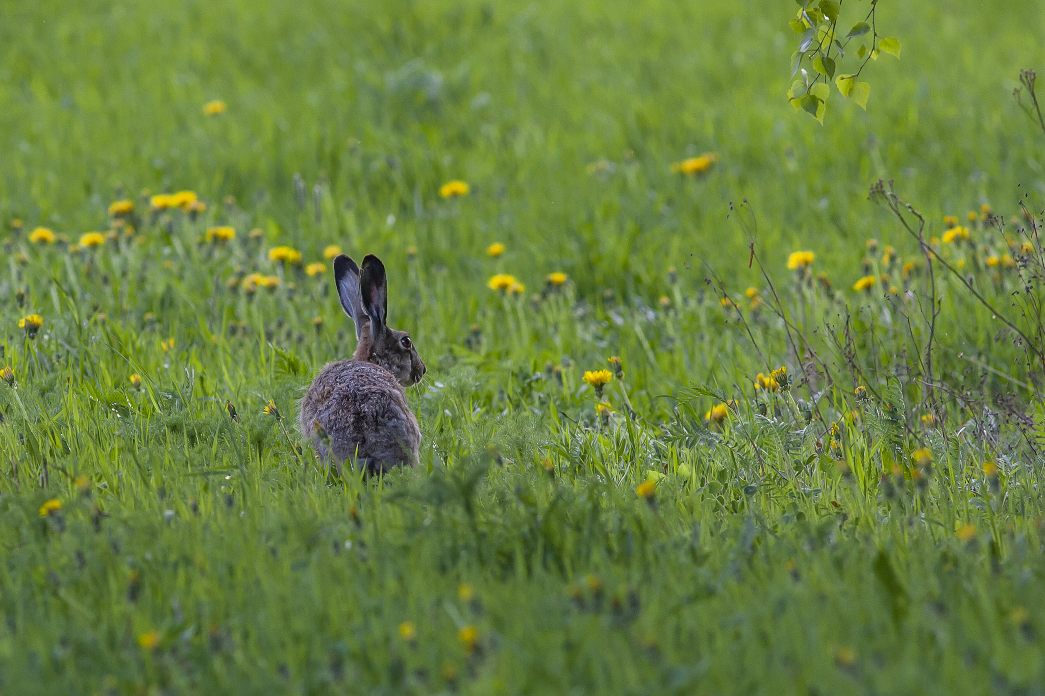 Canon EOS 5D Mark II + Canon EF 400mm F5.6L USM sample photo. Green field photography