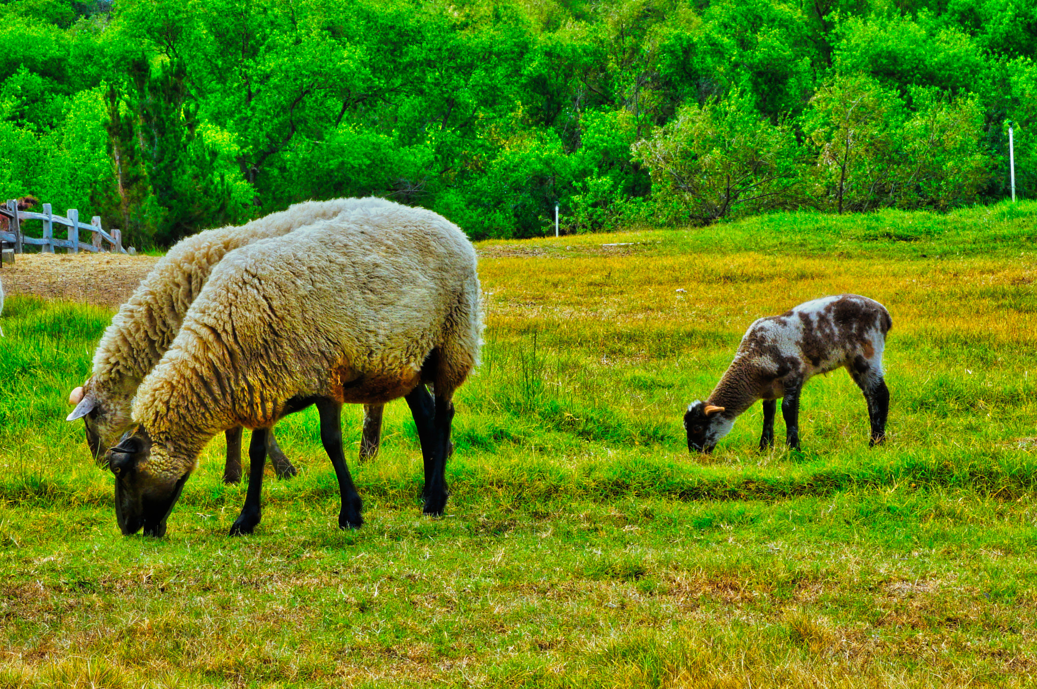 Sony E 18-55mm F3.5-5.6 OSS sample photo. The sheep photography