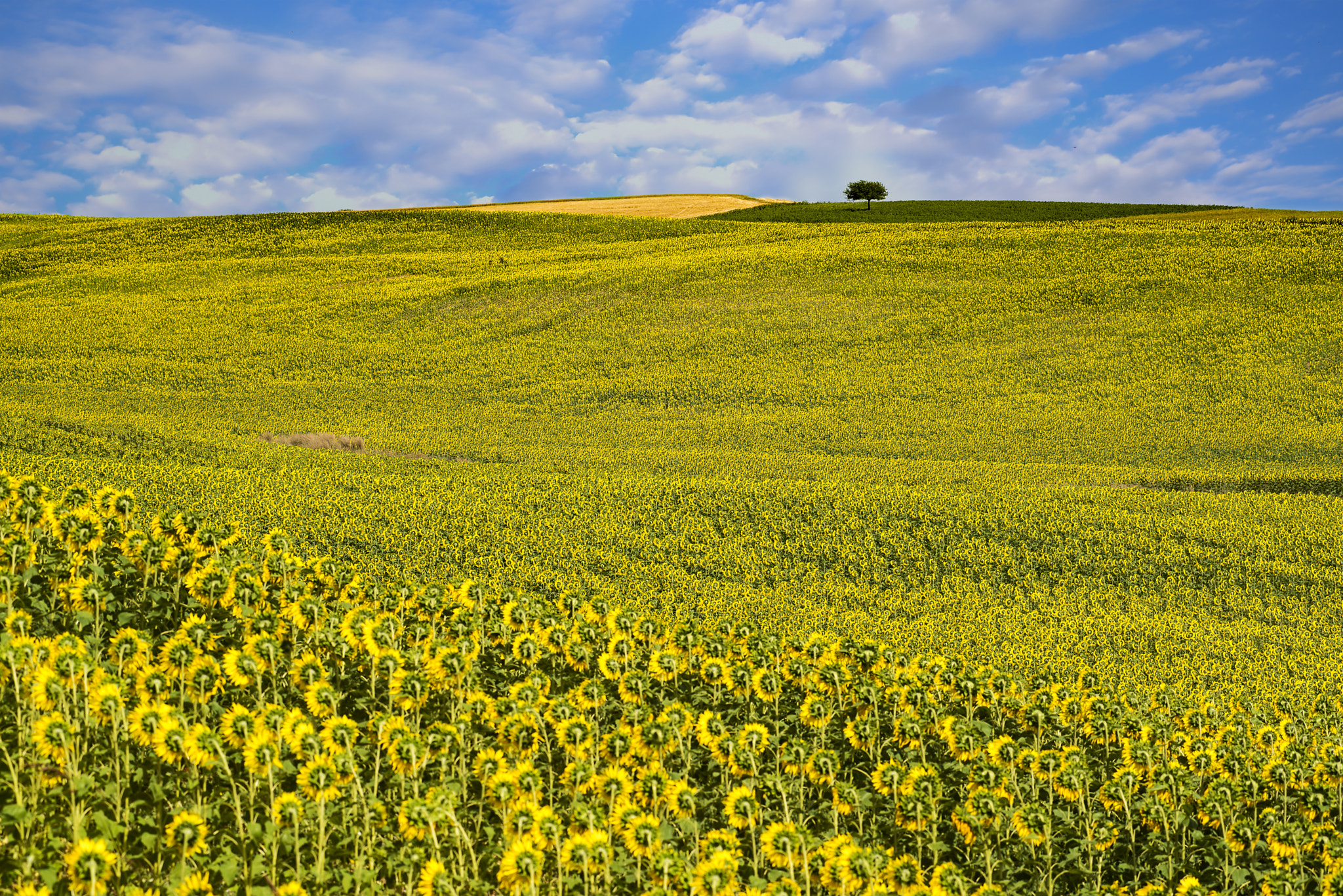Nikon AF-Nikkor 80-200mm F2.8D ED sample photo. Sunflower field landscape photography