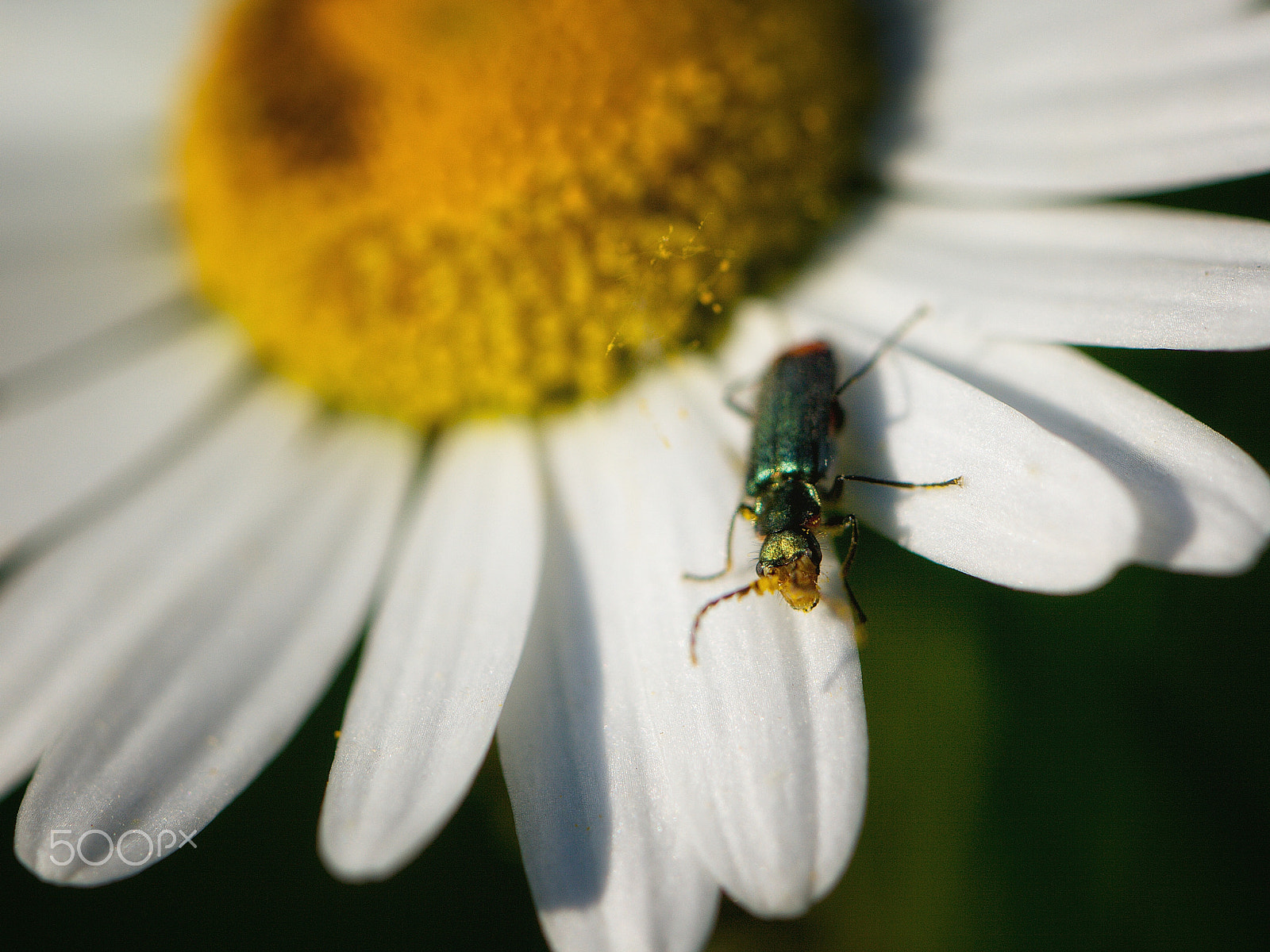 Canon EF 100mm F2.8L Macro IS USM sample photo. Beetle´s stuffy nose of pollen photography