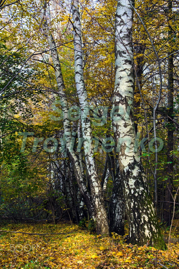 White Russian birches in the autumn forest