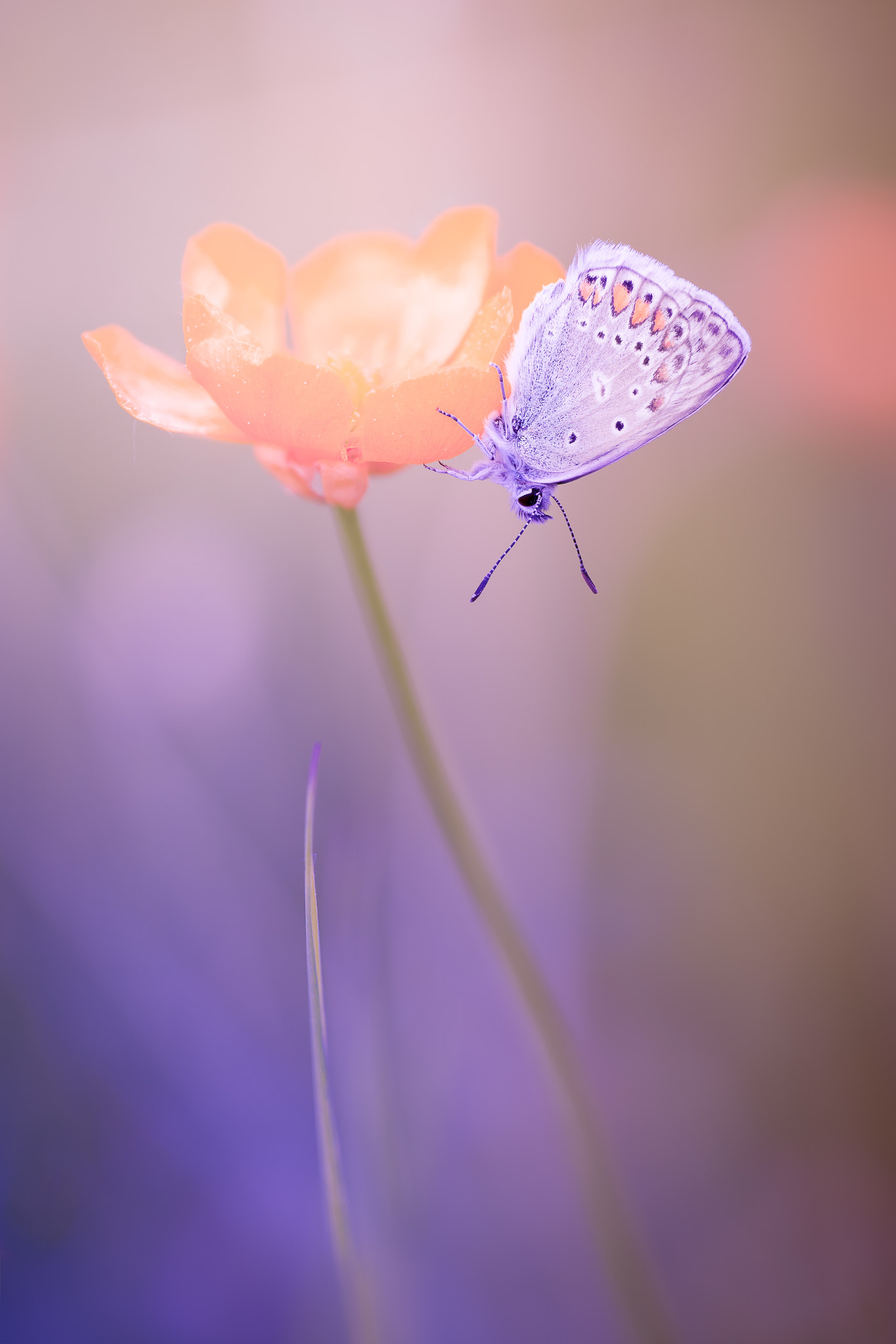 100mm F2.8 G SSM OSS sample photo. I*c*a*r*u*s photography