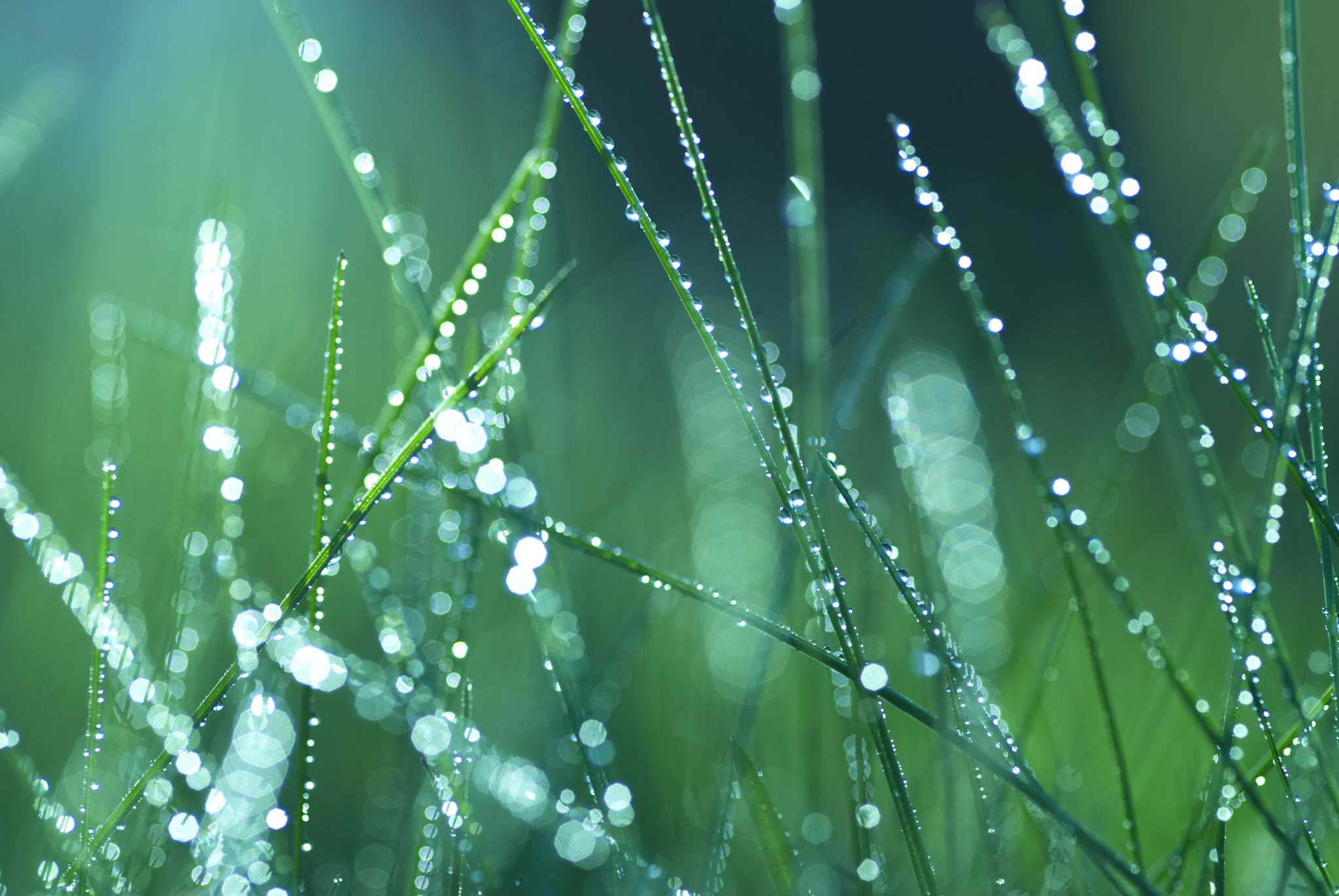Nikon D60 sample photo. Grass photography
