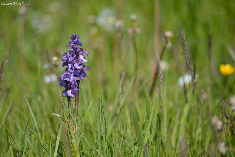 Orchis bourdon en champagne berrichonne