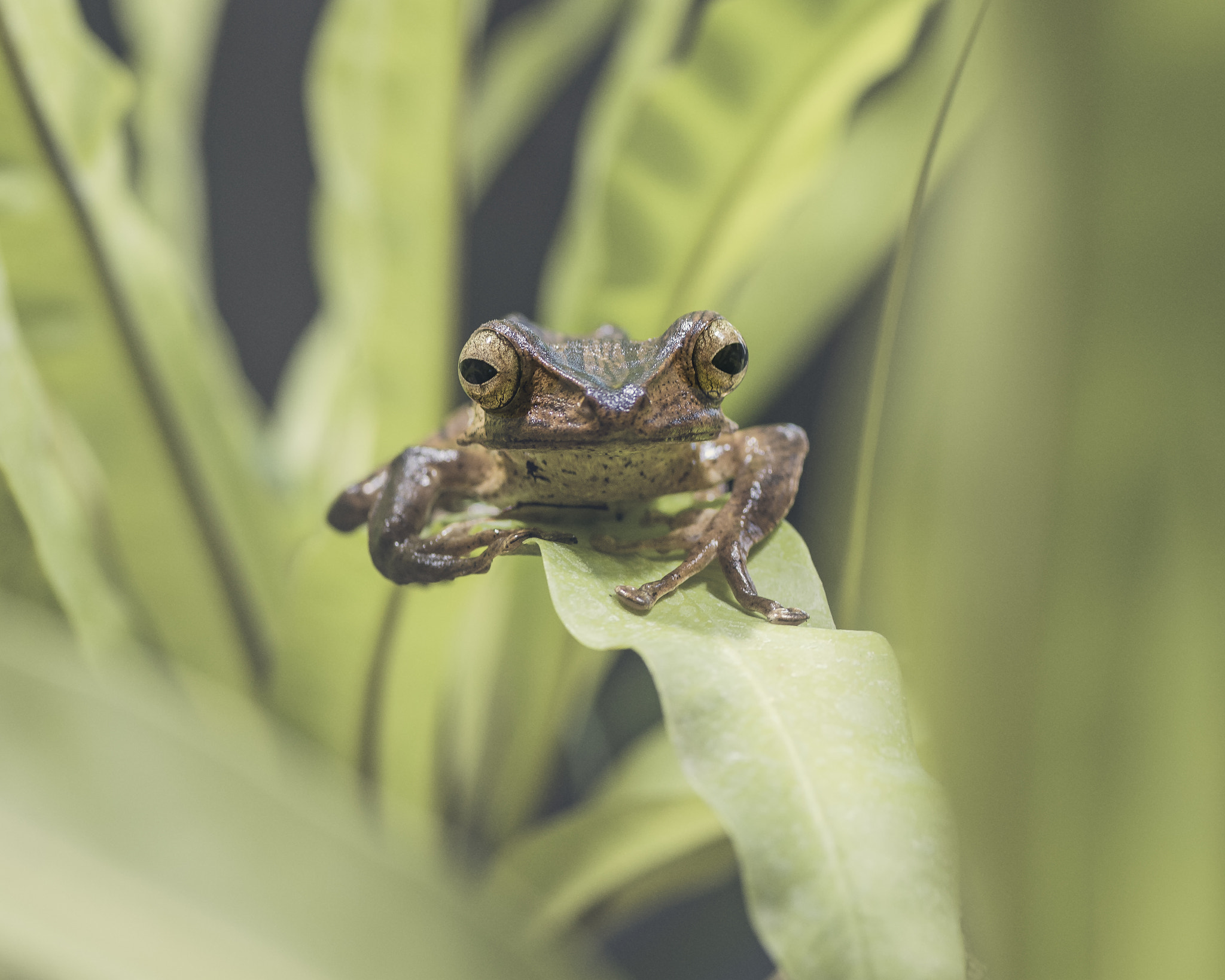 ZEISS Makro-Planar T* 100mm F2 sample photo. Excess width photography