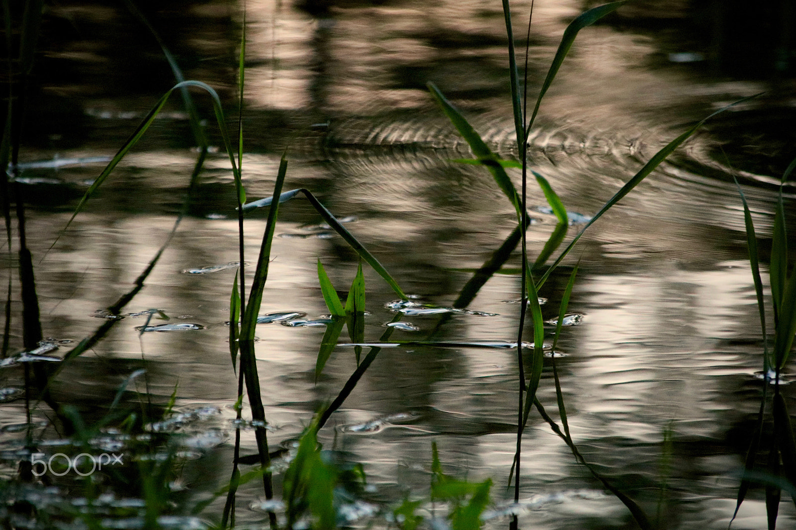 Sigma 50-200mm F4-5.6 DC OS HSM sample photo. Img_0930.jpg photography