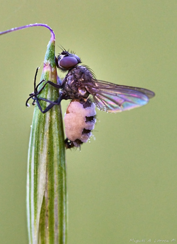 Sony ILCA-77M2 + 150mm F2.8 sample photo. Tiny fly photography