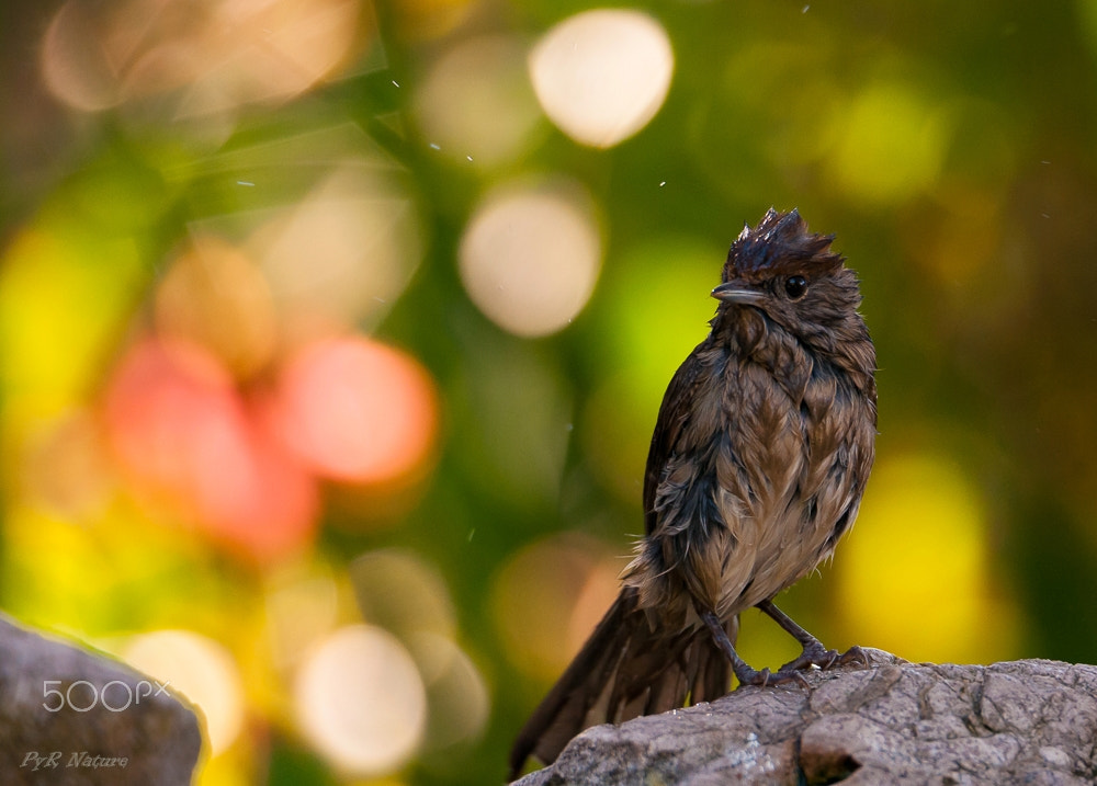 Nikon D300S sample photo. Relax photography