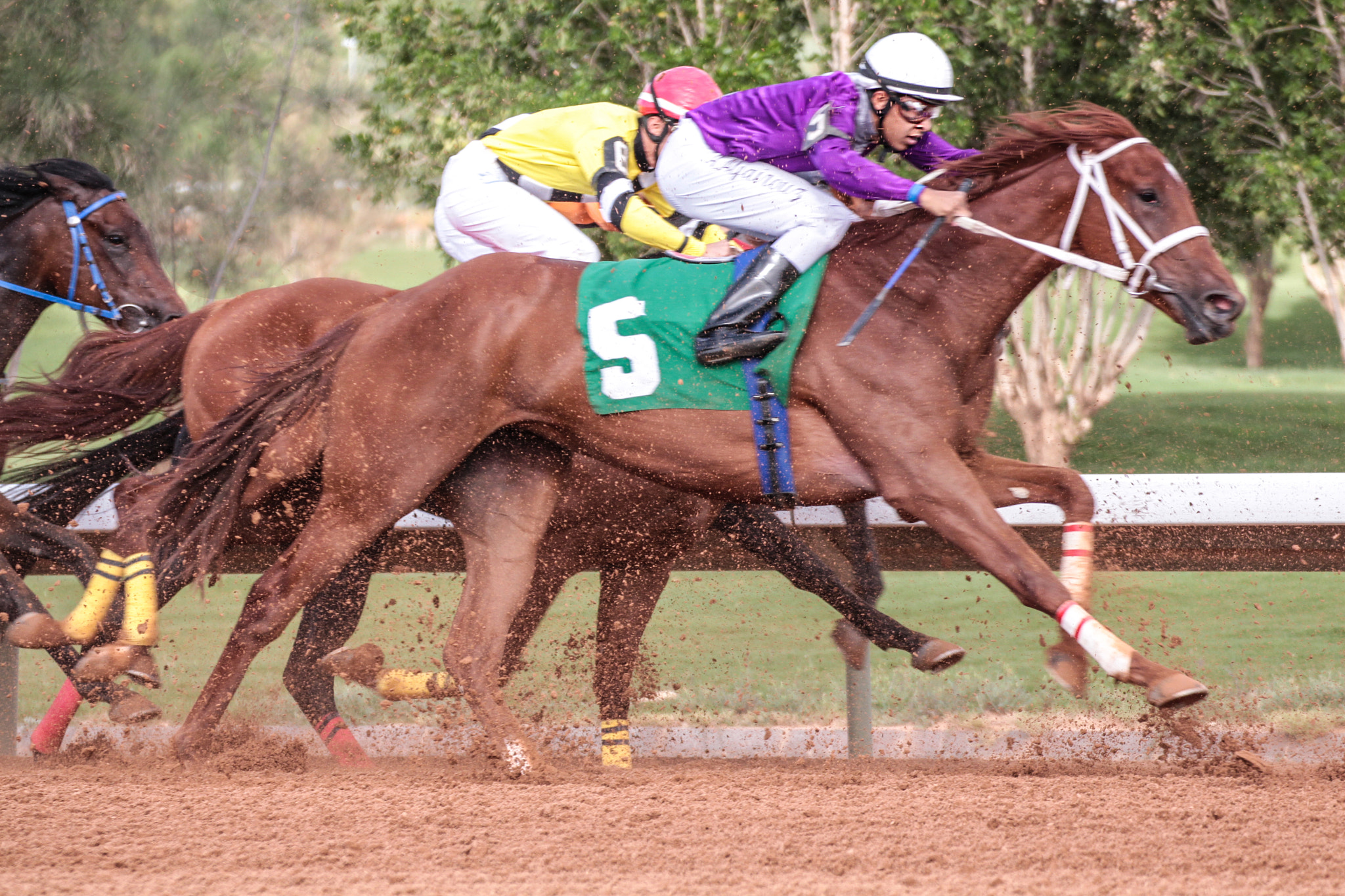 Tamron SP 35mm F1.8 Di VC USD sample photo. Lovely arabian horses photography