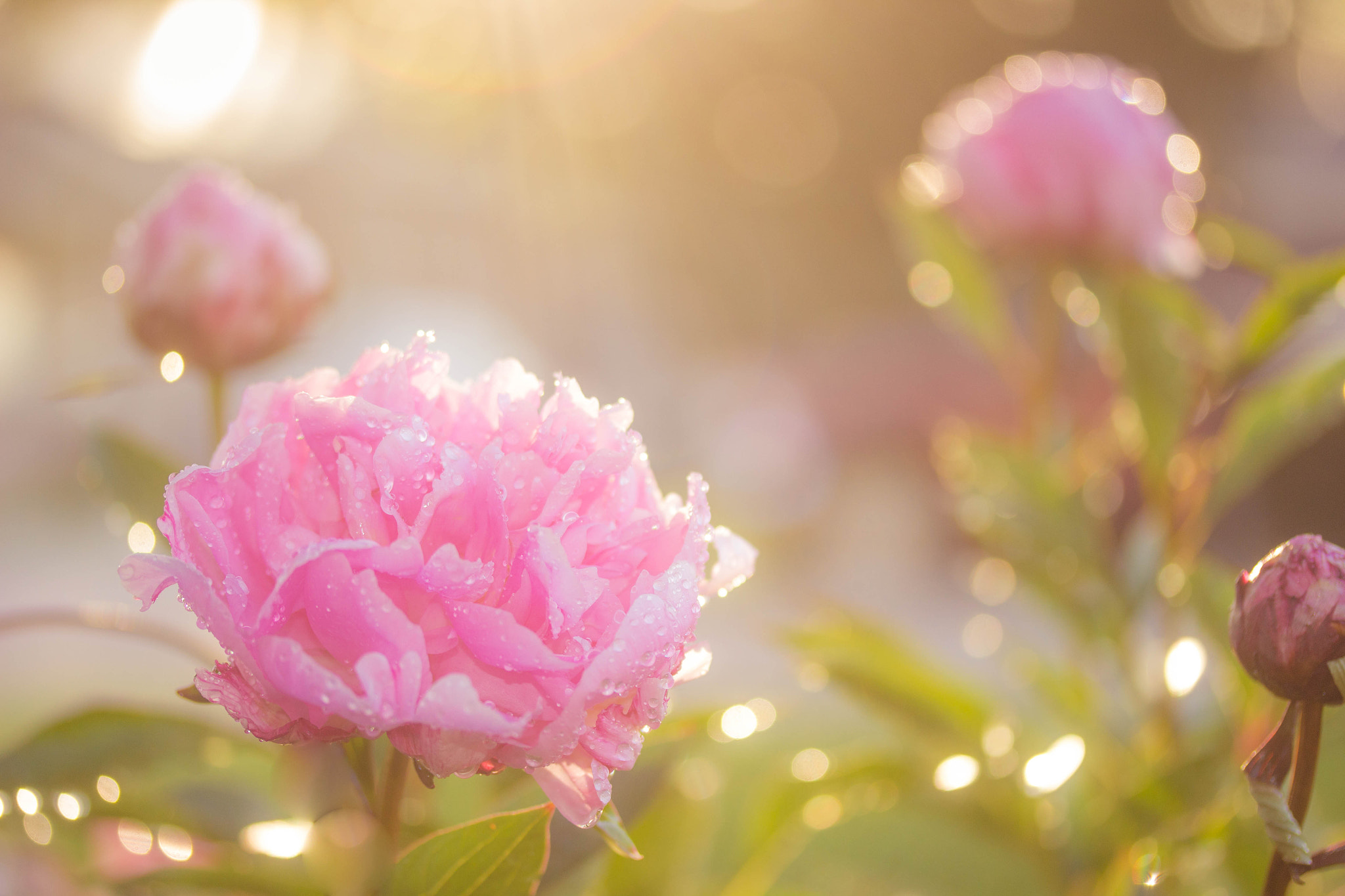 Canon EF-S 60mm F2.8 Macro USM sample photo. Peonies1 photography