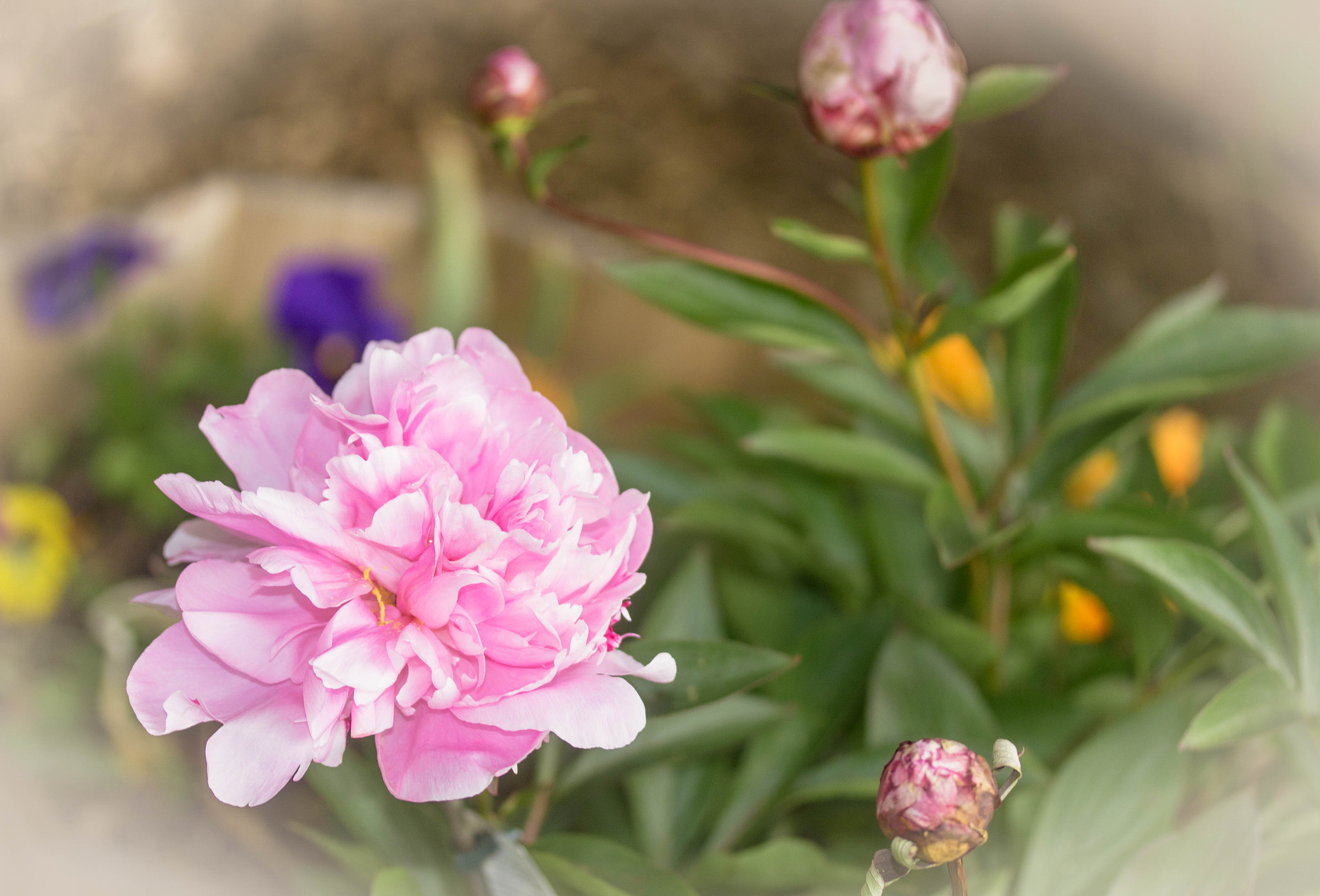 Canon EF-S 60mm F2.8 Macro USM sample photo. Peonies3 photography