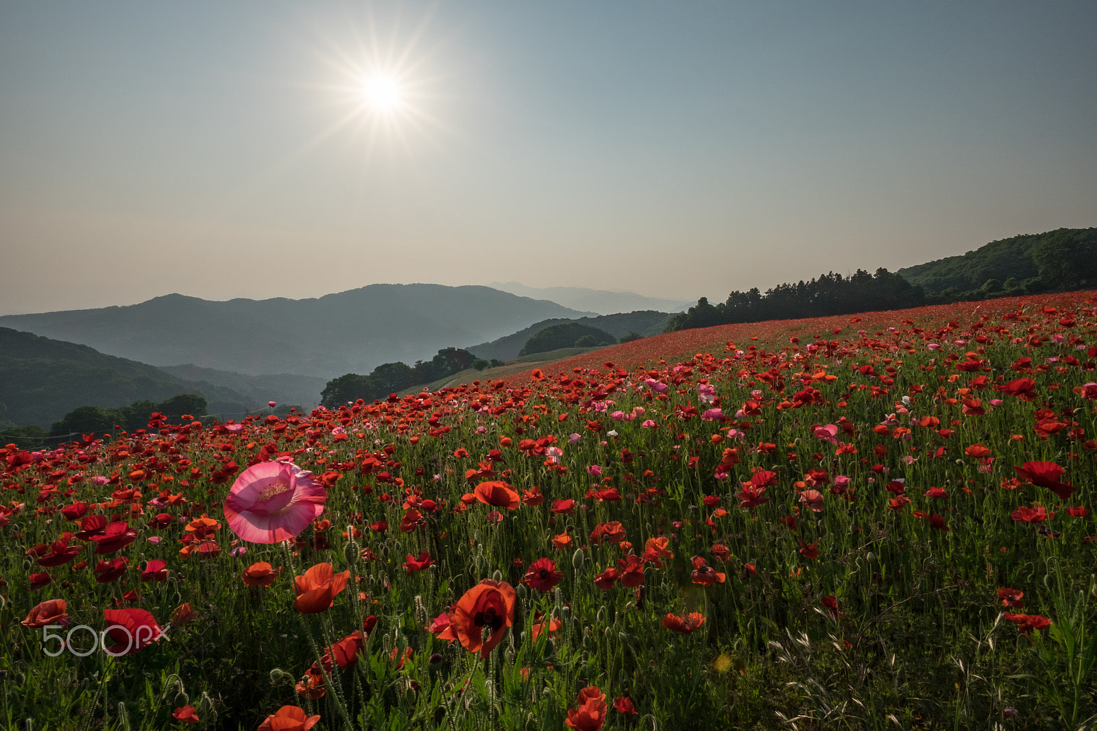 ZEISS Touit 12mm F2.8 sample photo. The sky of poppy photography