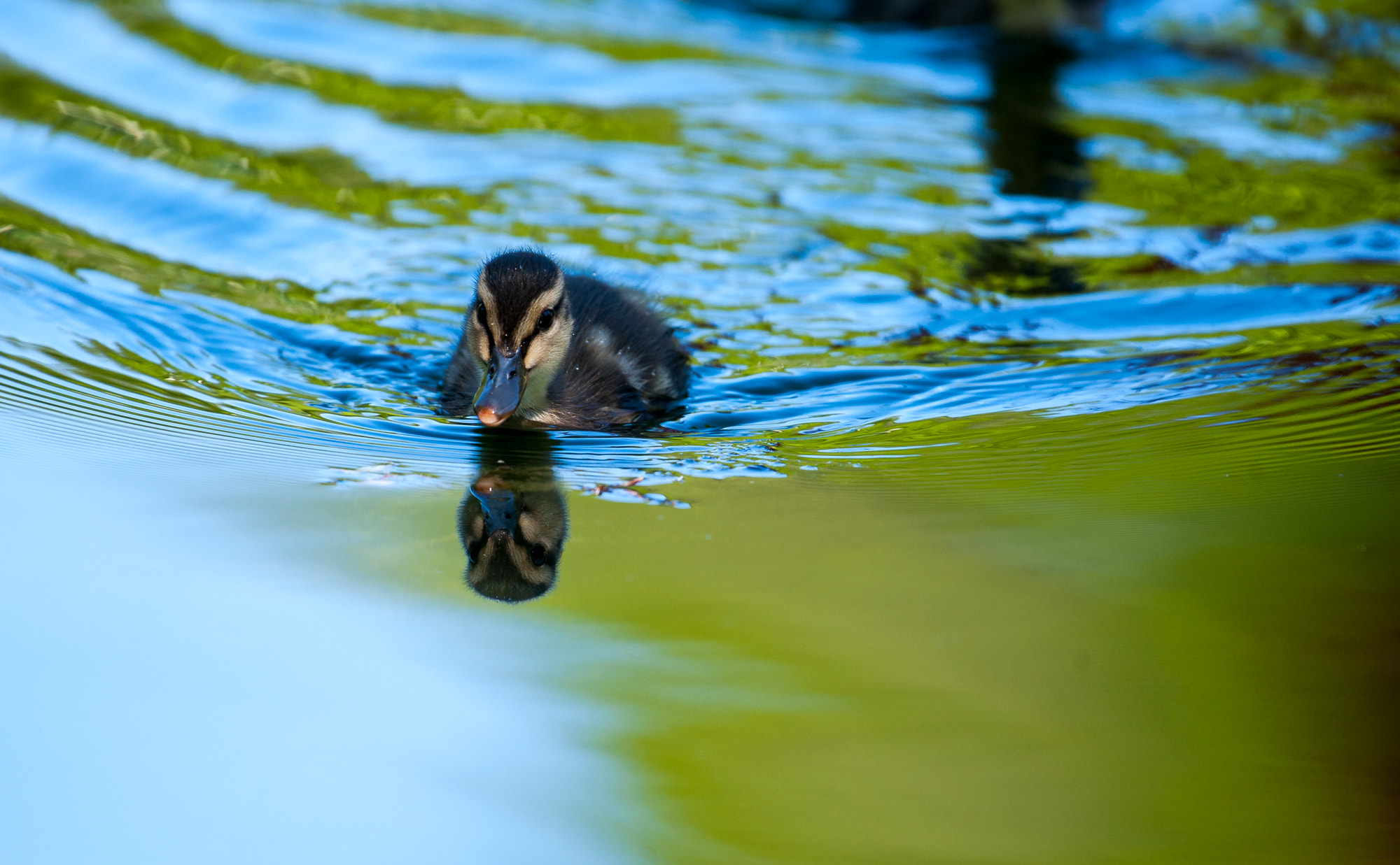 Nikon AF-S Nikkor 200-500mm F5.6E ED VR sample photo. Duckie photography