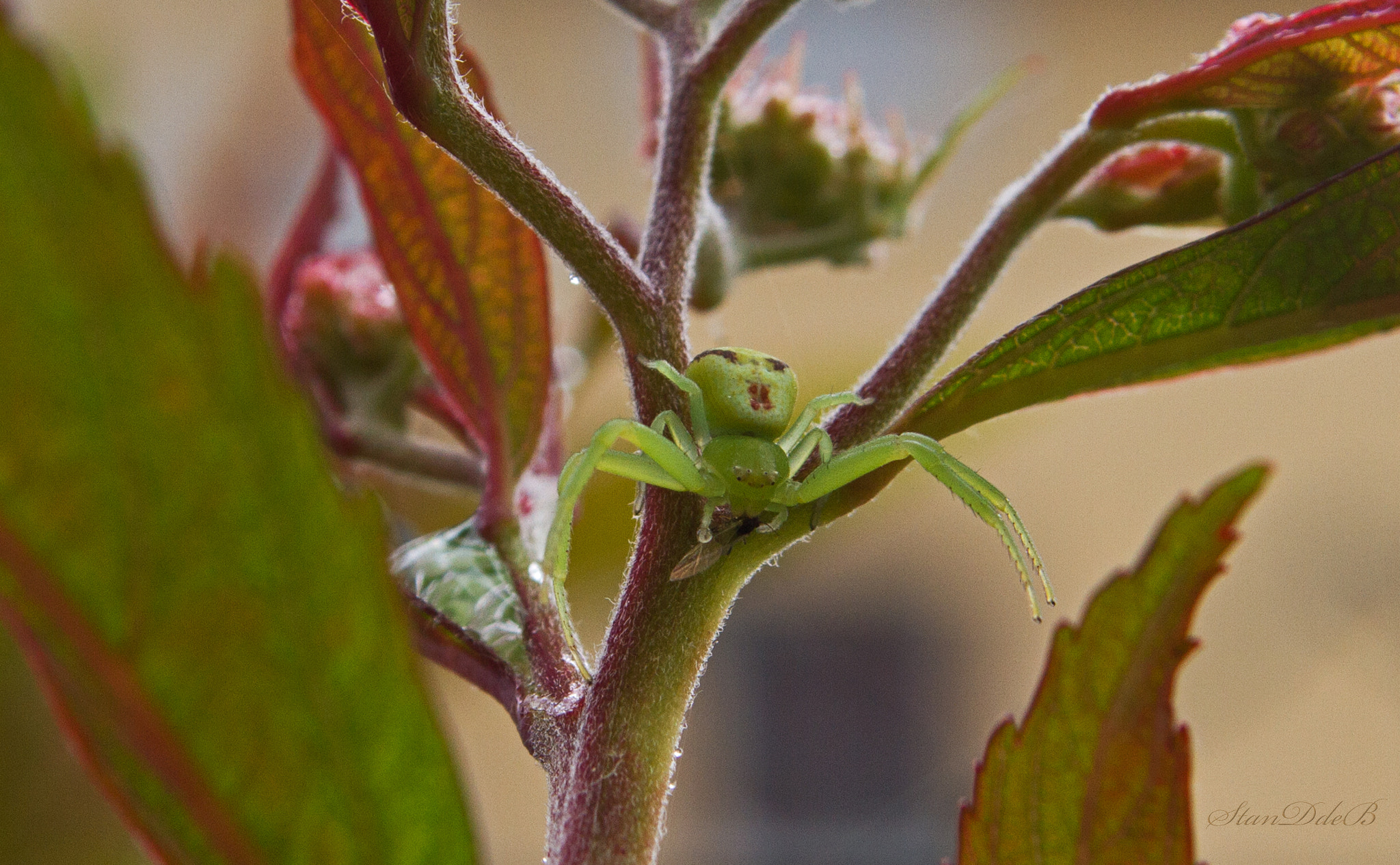 Canon EF-S 18-55mm F3.5-5.6 sample photo. The crab spider and the aphid photography