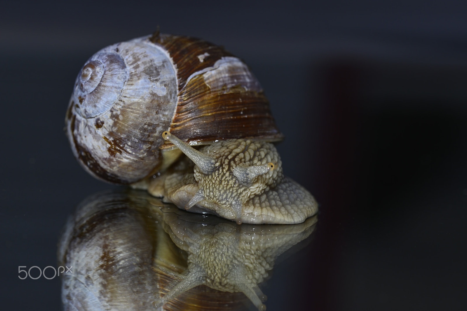 Nikon D800E sample photo. Vinbergssnäcka (helix pomatia)b photography